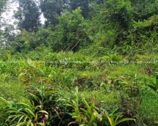 🌿 २२ रोपनी प्राकृतिक तथा हरियाली जग्गा बिक्रीमा