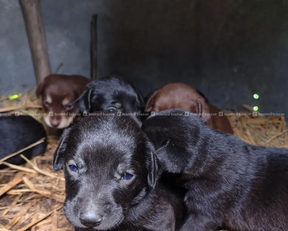 Labrador cross breed available 3