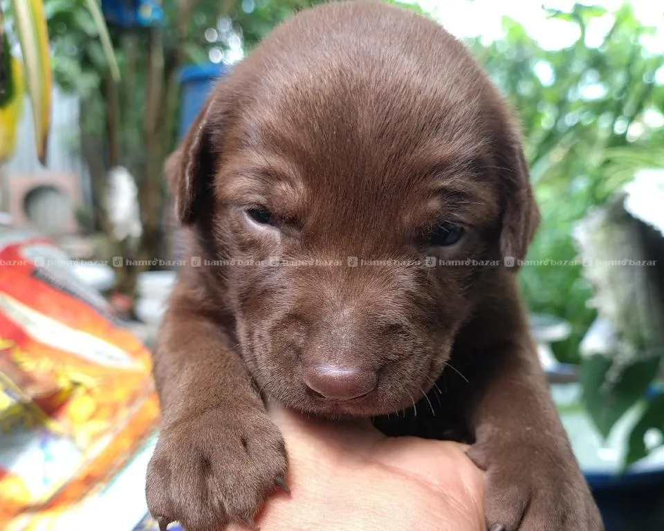 Labrador cross breed available 2