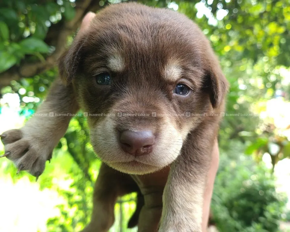 Labrador cross breed available 4