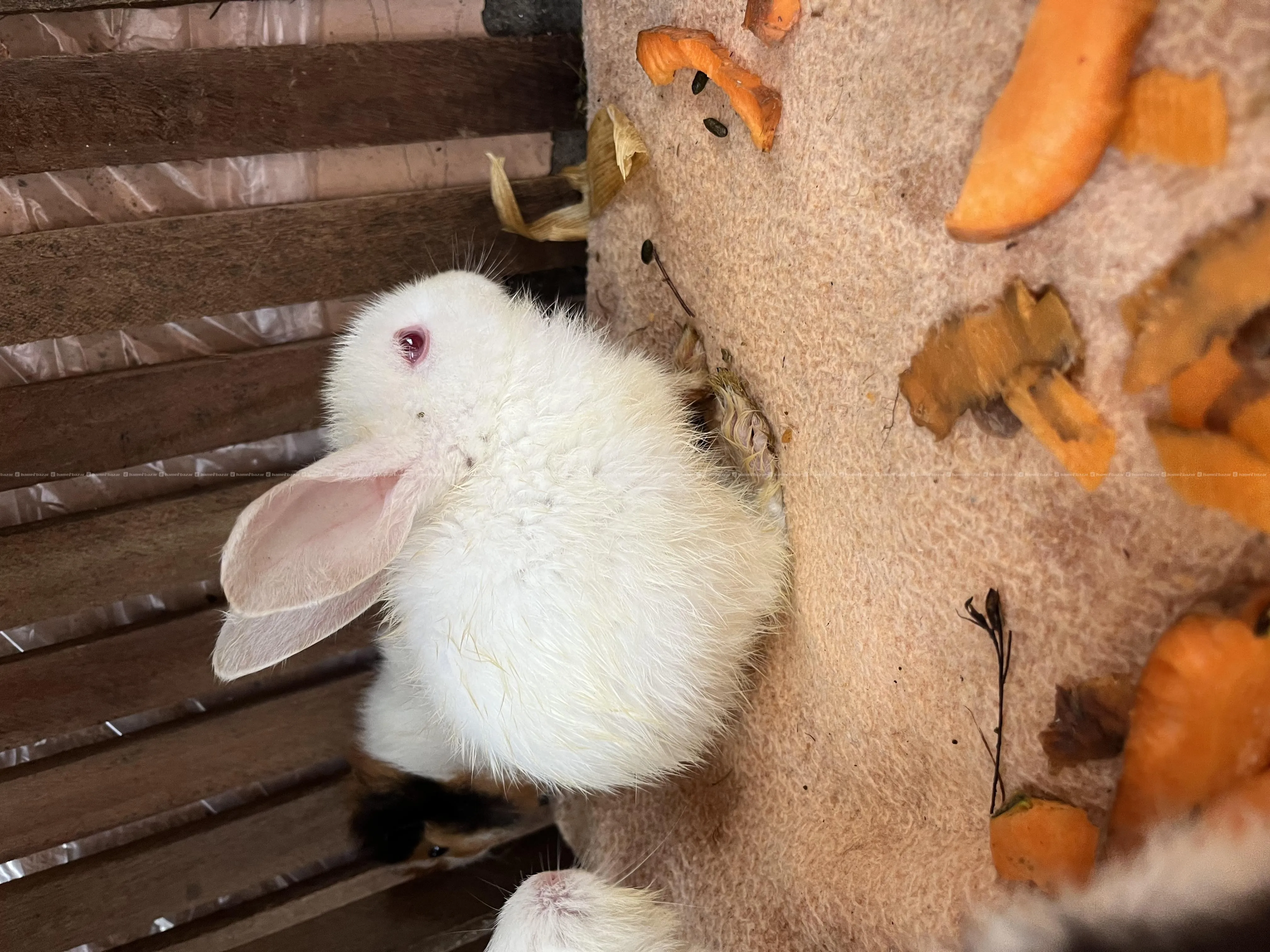 Rabbit pair 2