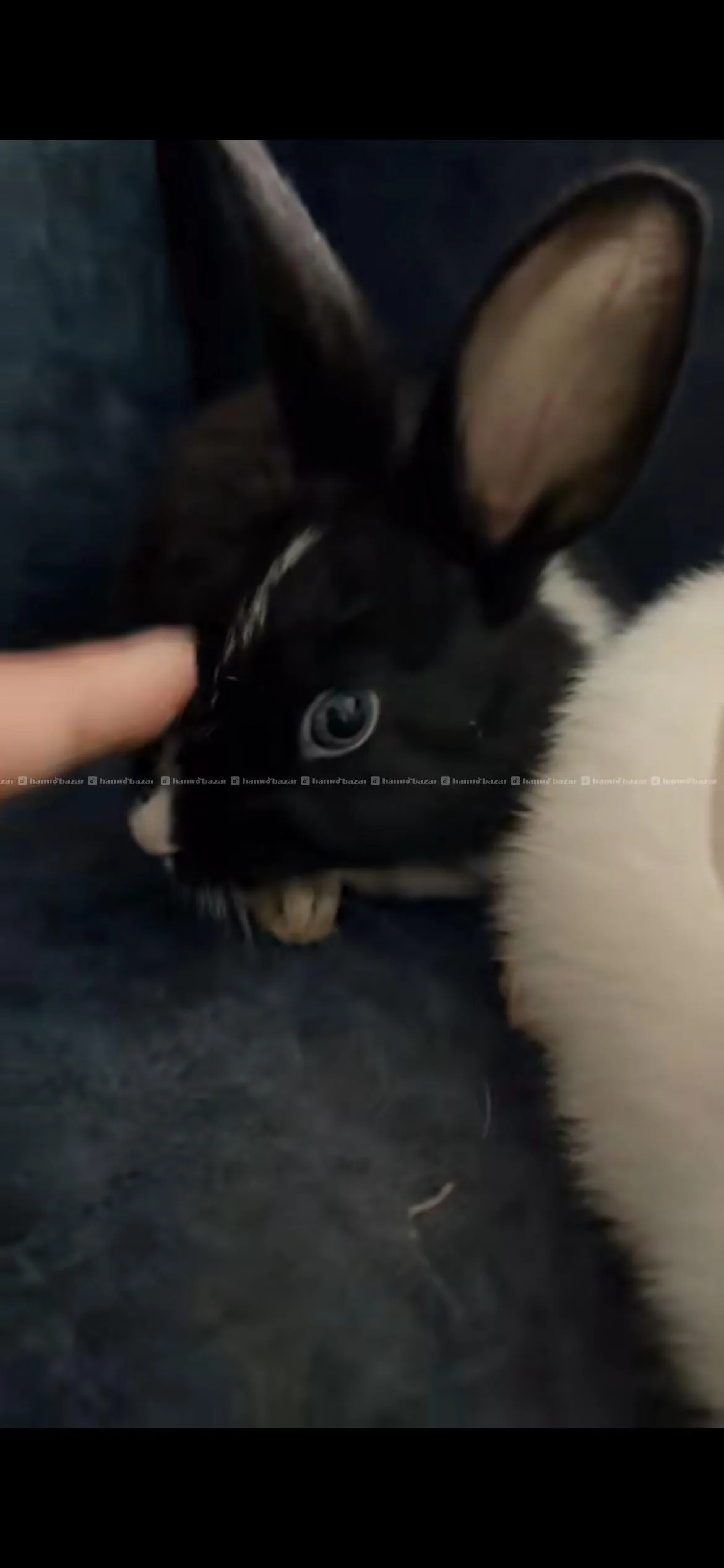 Rabbit pair 3