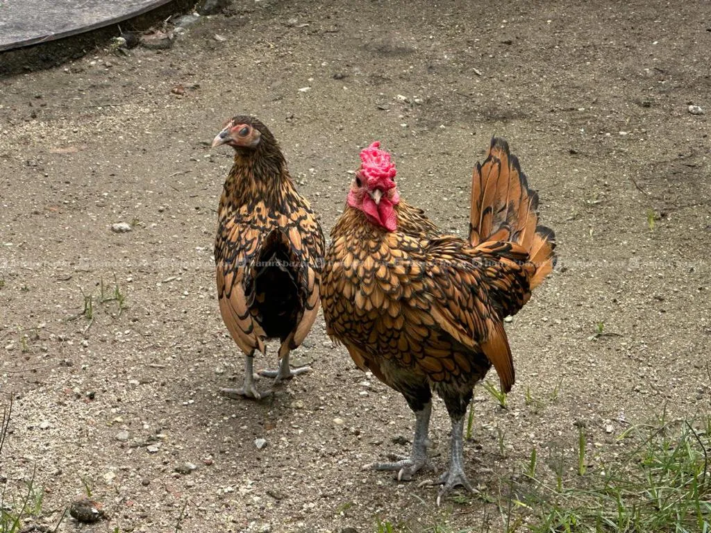 Sebright Bantam On sell 2