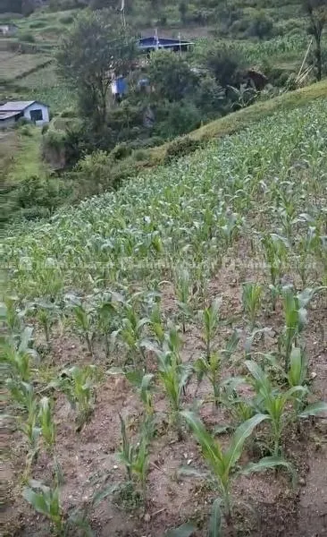 Land For Sale @ Tokha 3