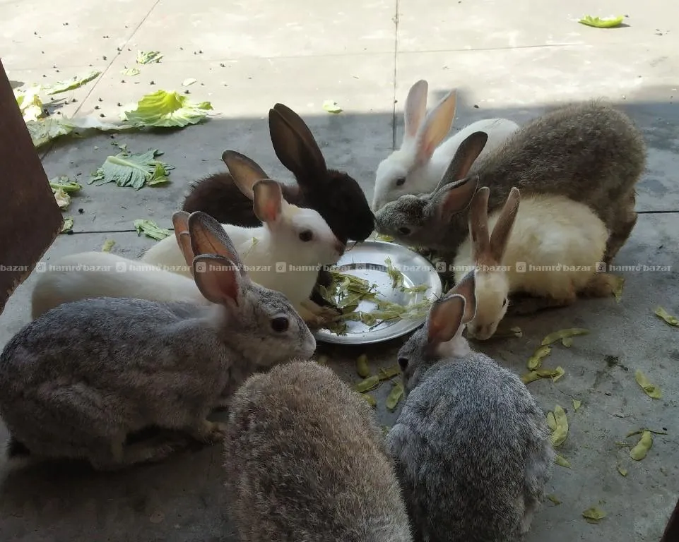 Rabbit on sale 2