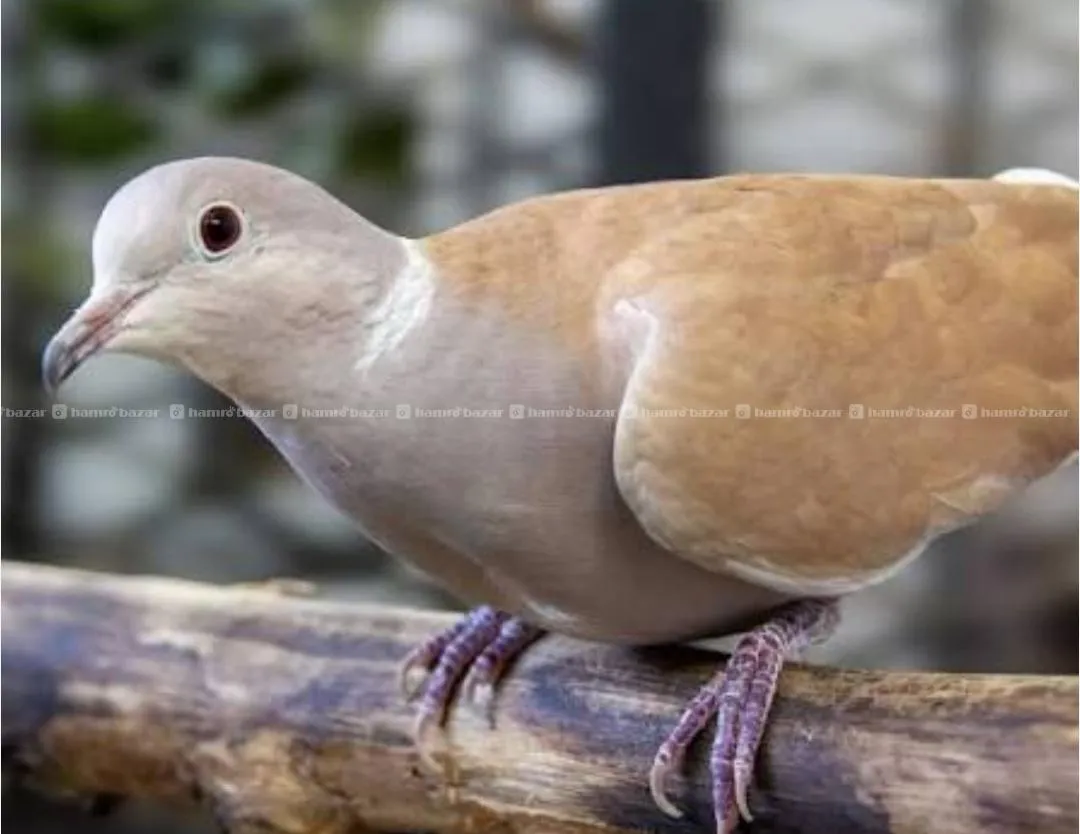 Dove (Dhukur) 2