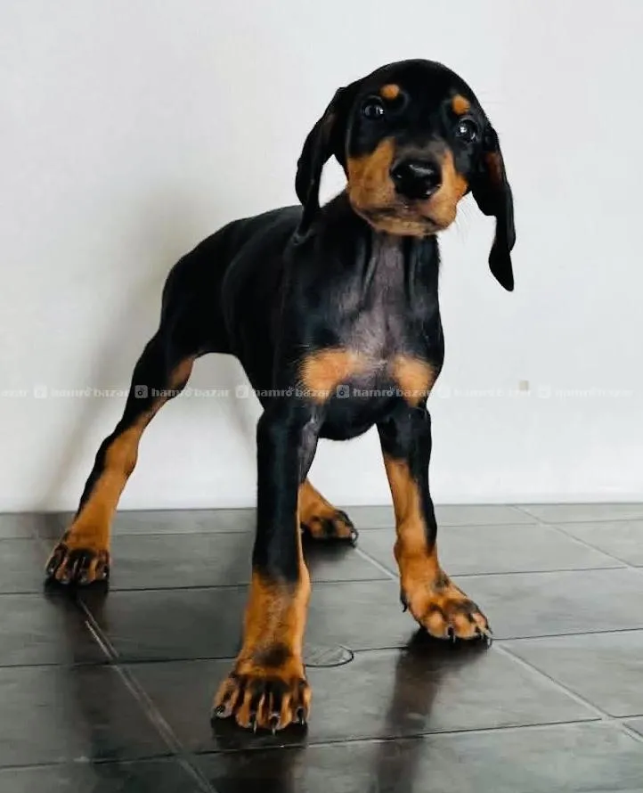 KCI registered dobarman puppy 2