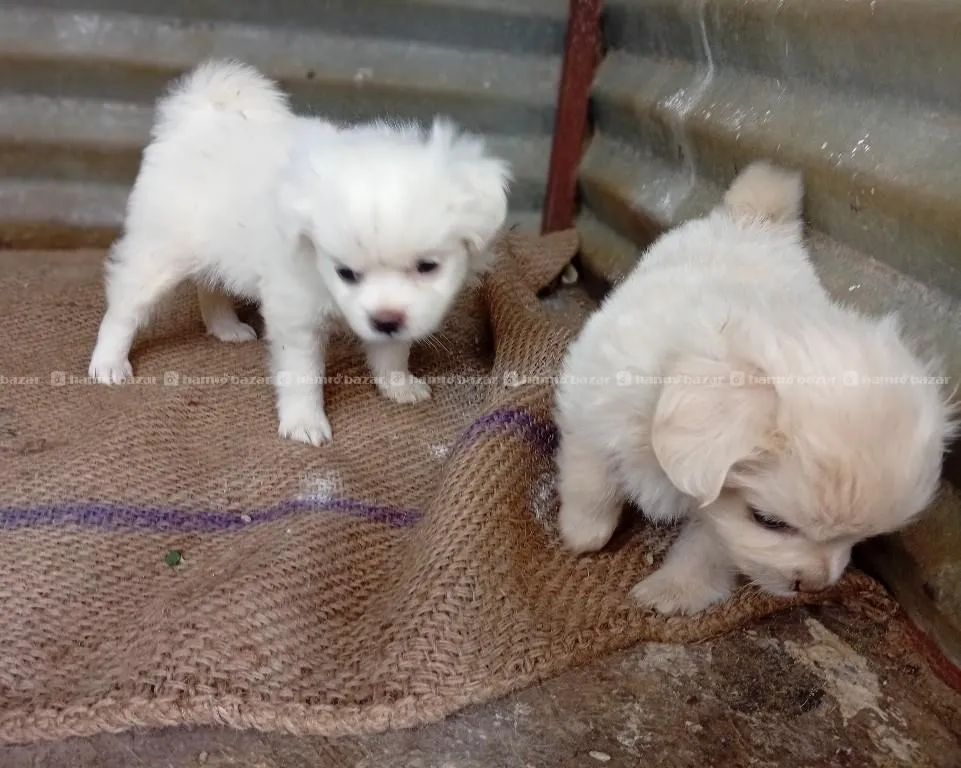 apsho baby on sales one male one female.. 4