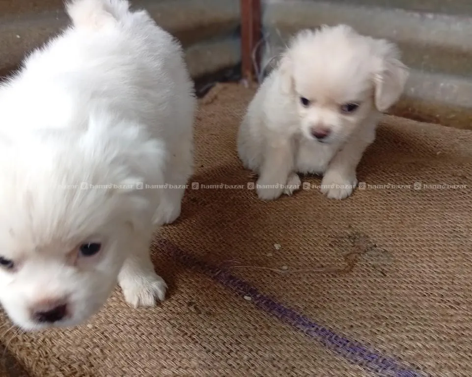 apsho baby on sales one male one female.. 3
