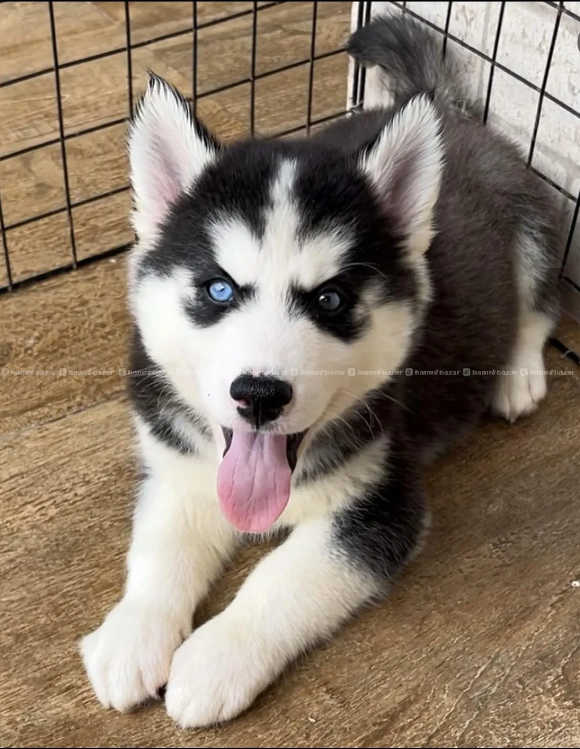 Huskey available 3