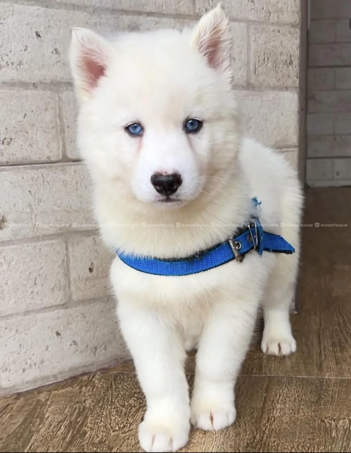 Huskey available 2