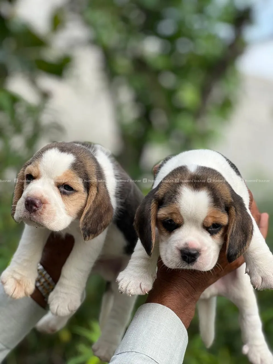 Beagle available 2