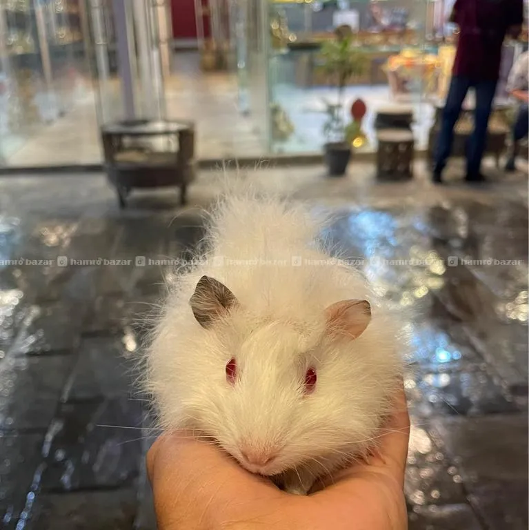 Guinea Pig For Sale Near Boudha 2
