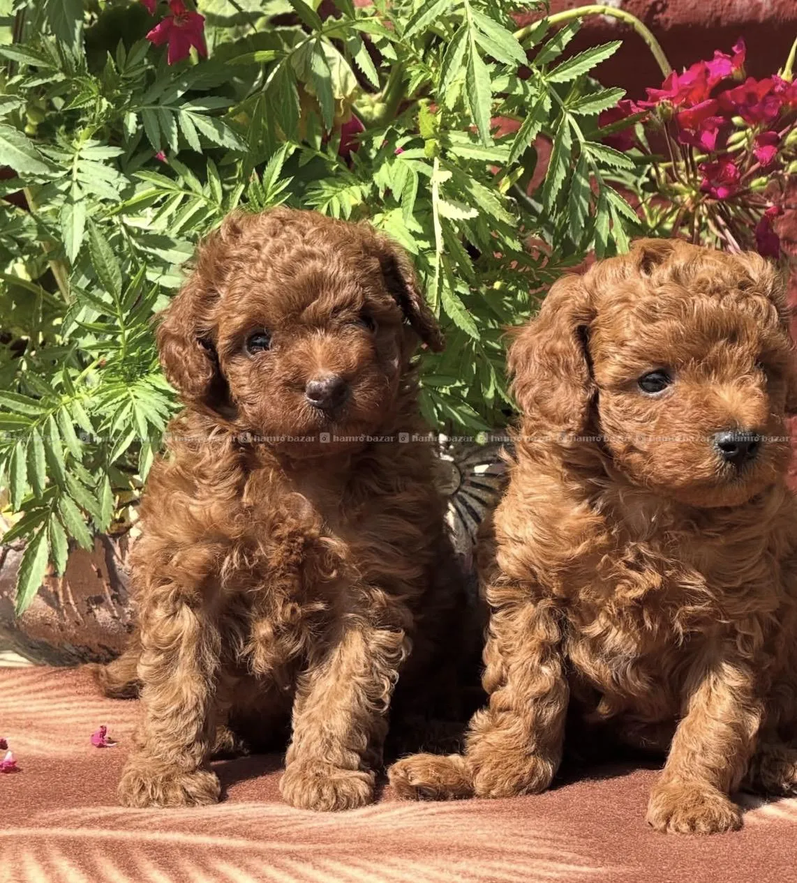 female toy poodle available 2