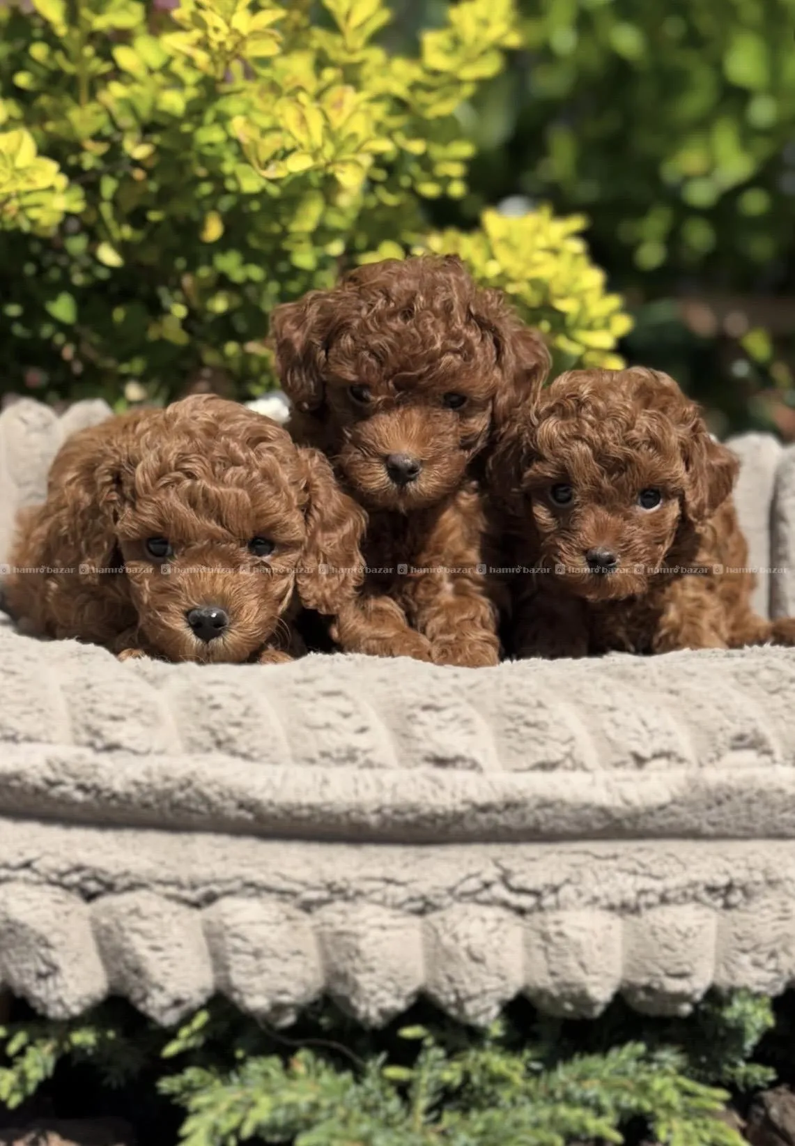 female toy poodle available 3