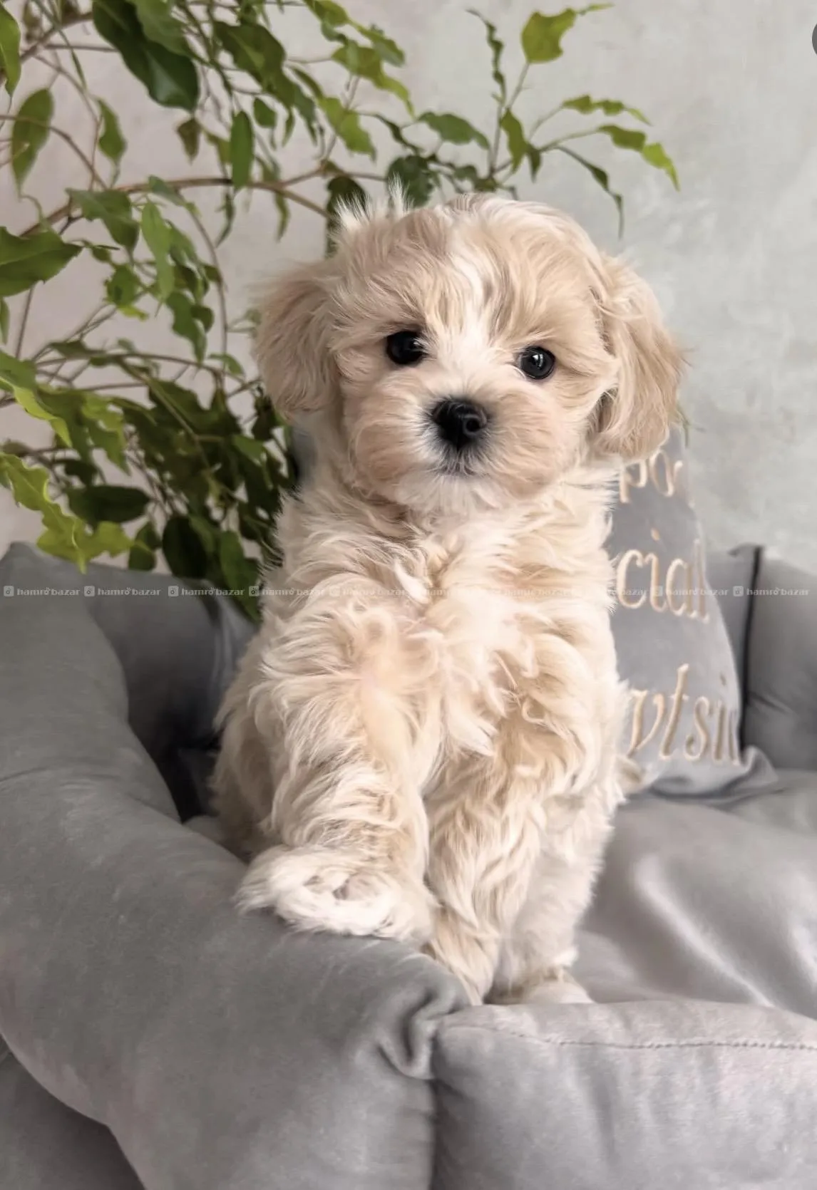 maltipoo available 2