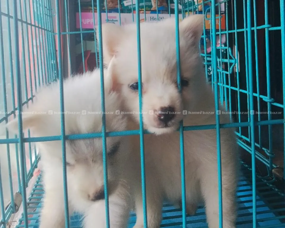 Japanese Spitz Dog 2