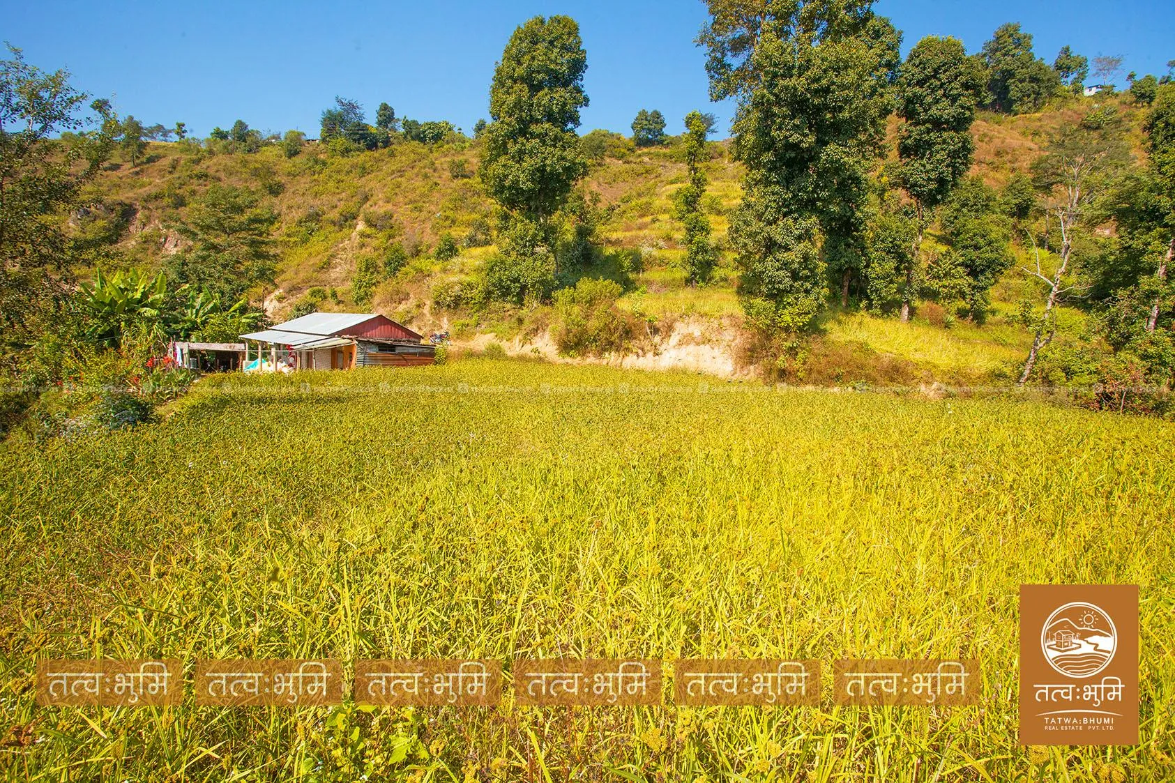 5 Ropani land for sale in Kabilash - Nuwakot. 6