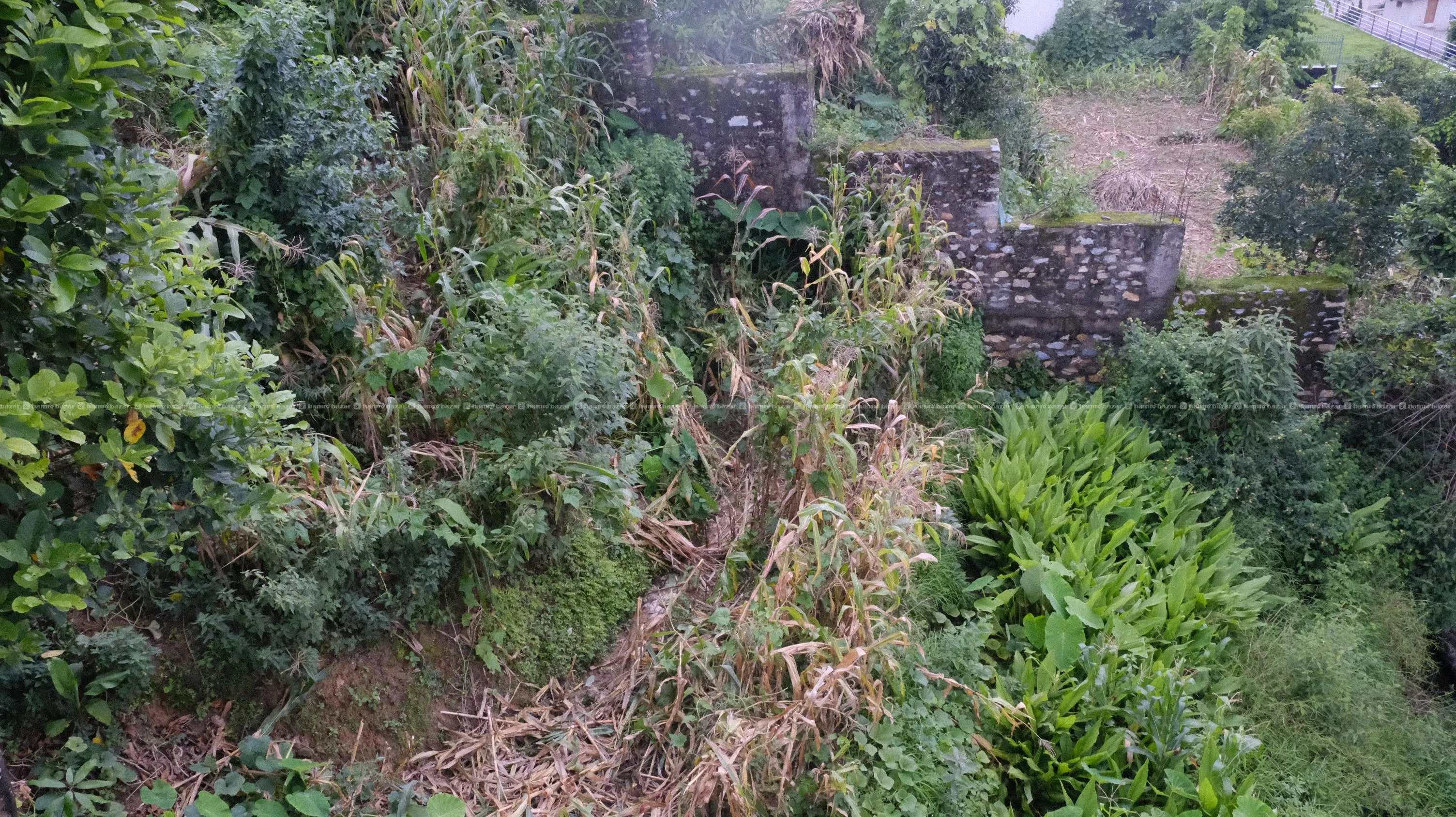 Land For Rent l जग्गा भाडामा at Halchowk Height