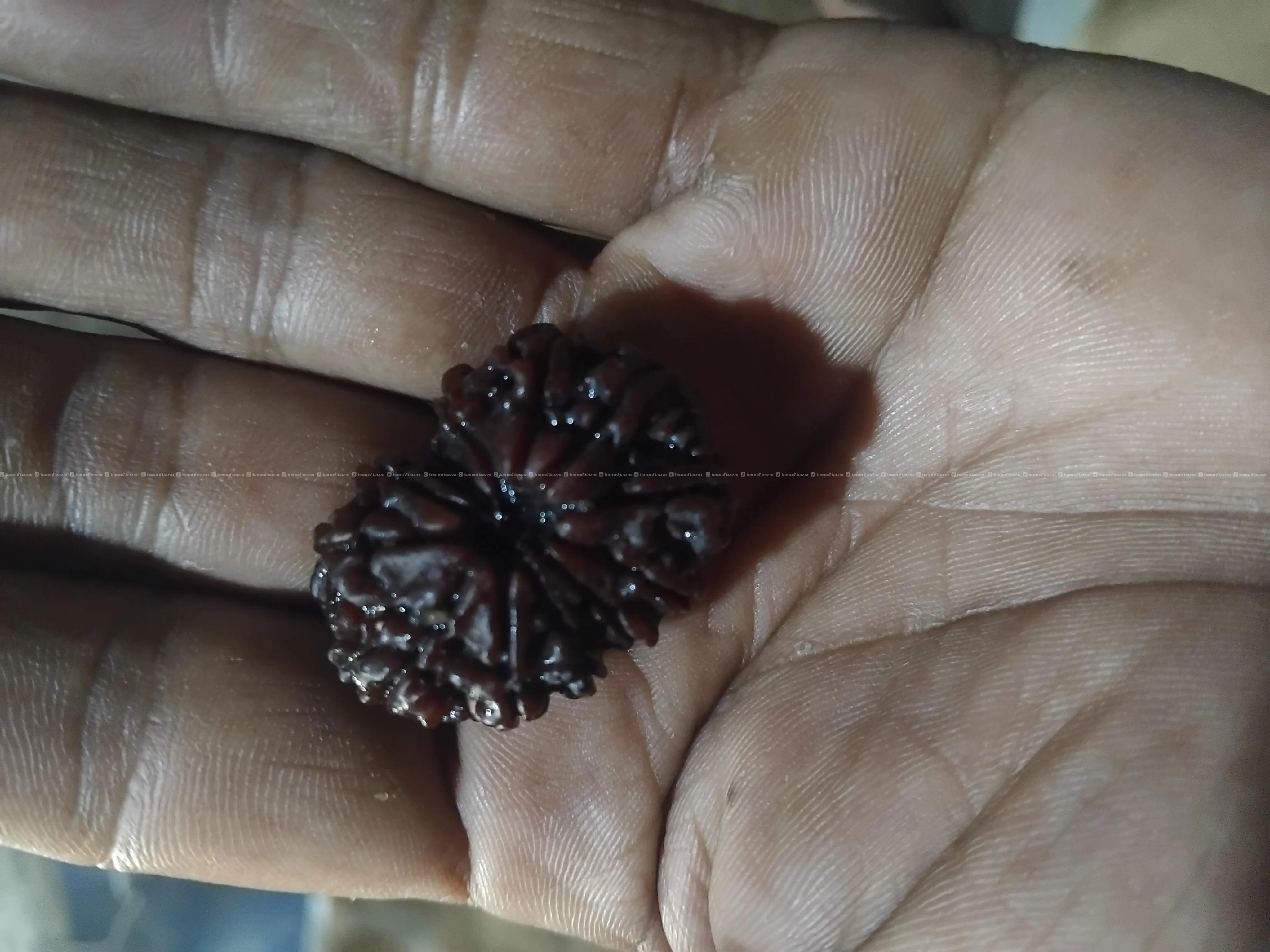 16 mukhi rudrakshya sell 4