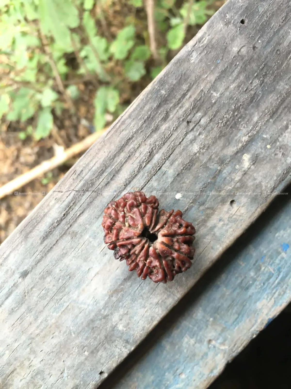 16 mukhi rudrakshya sell 3
