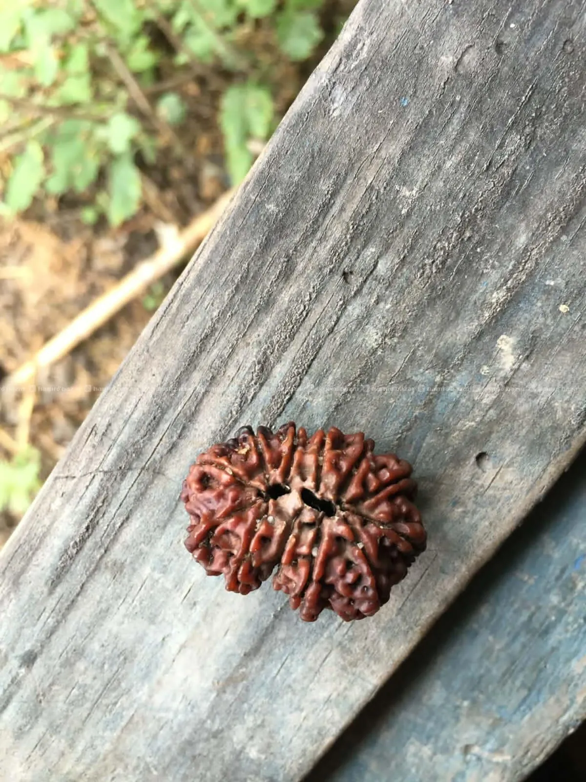16 mukhi rudrakshya sell 2