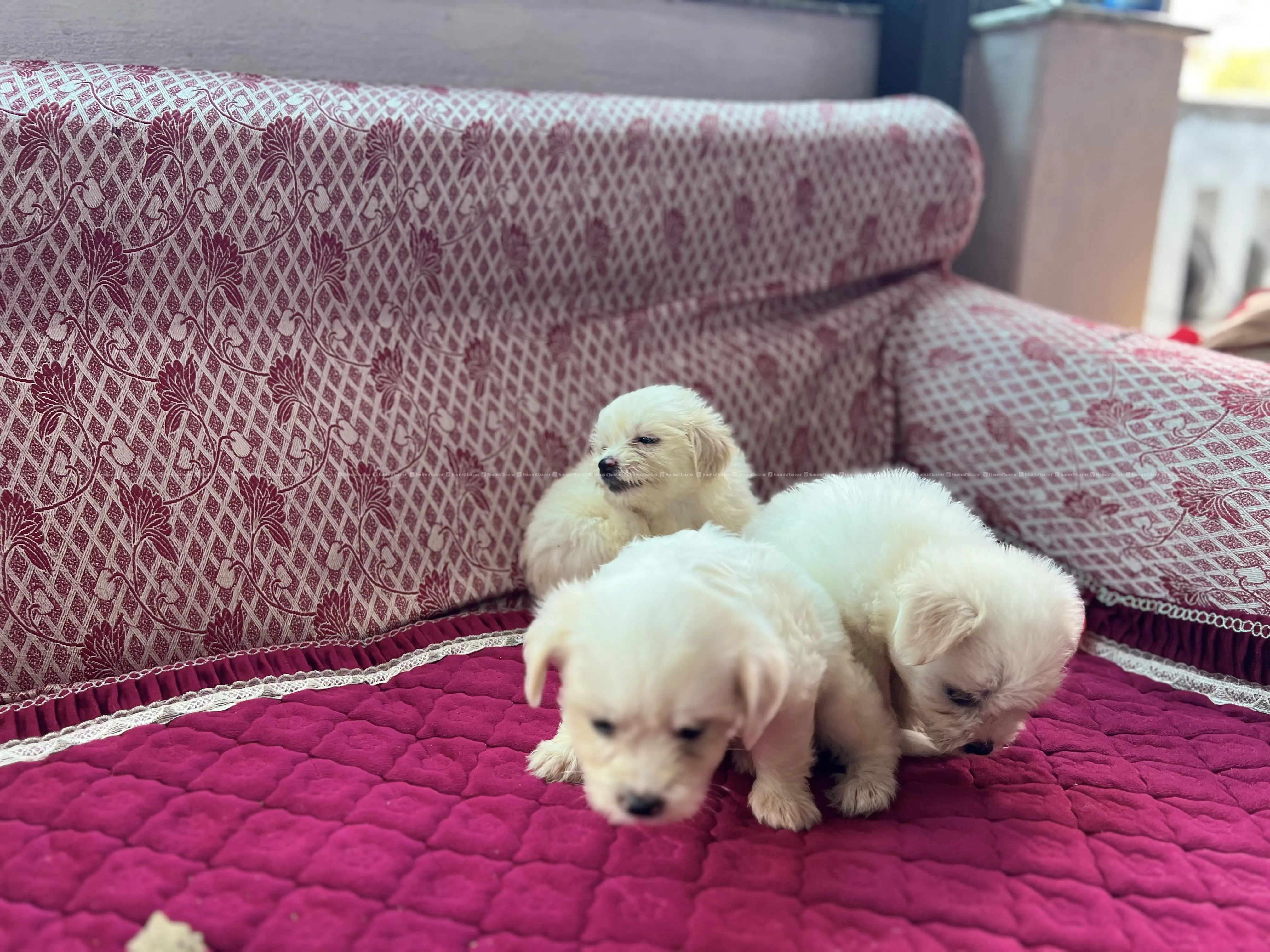 Puppy on Sale 4