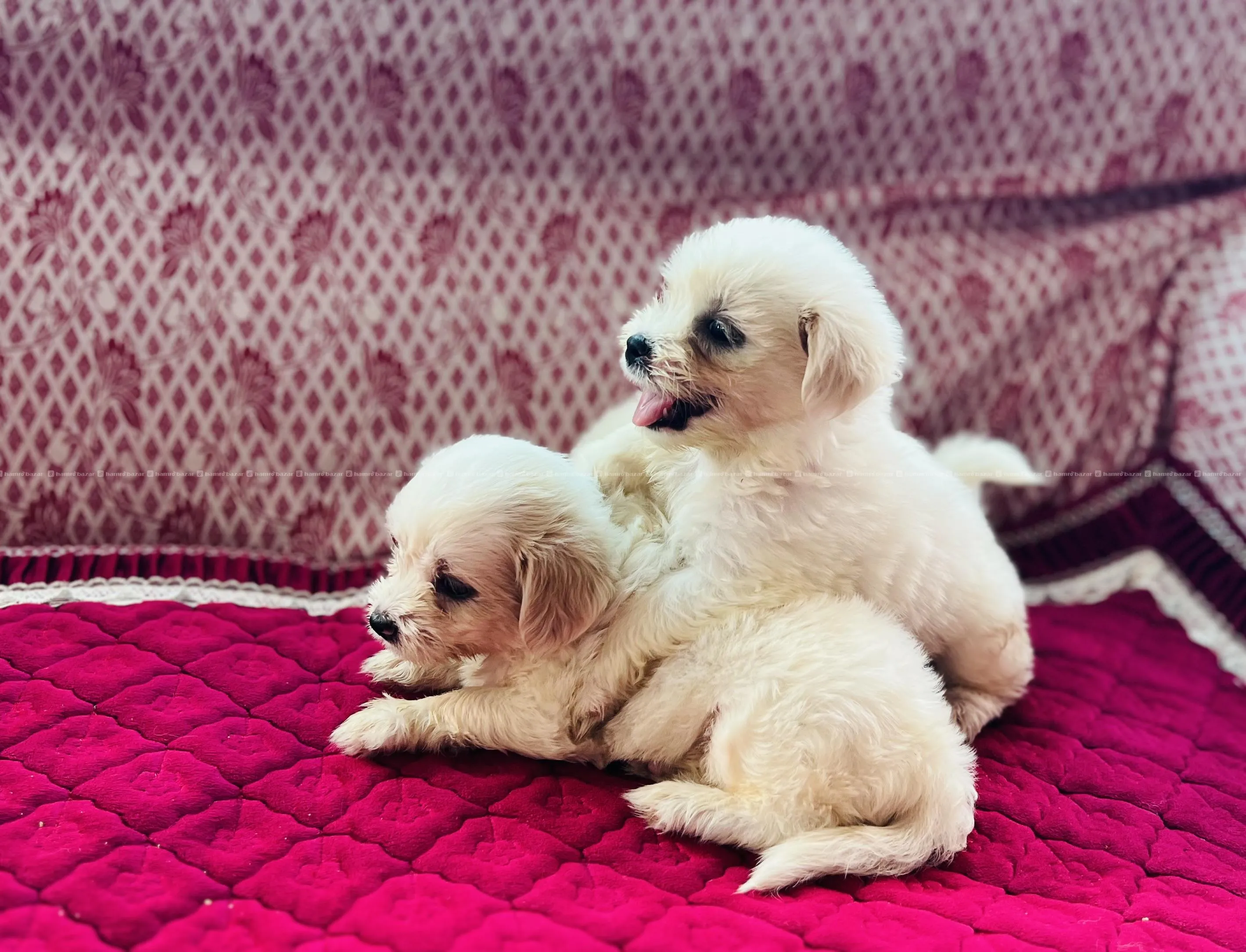 Puppy on Sale 2