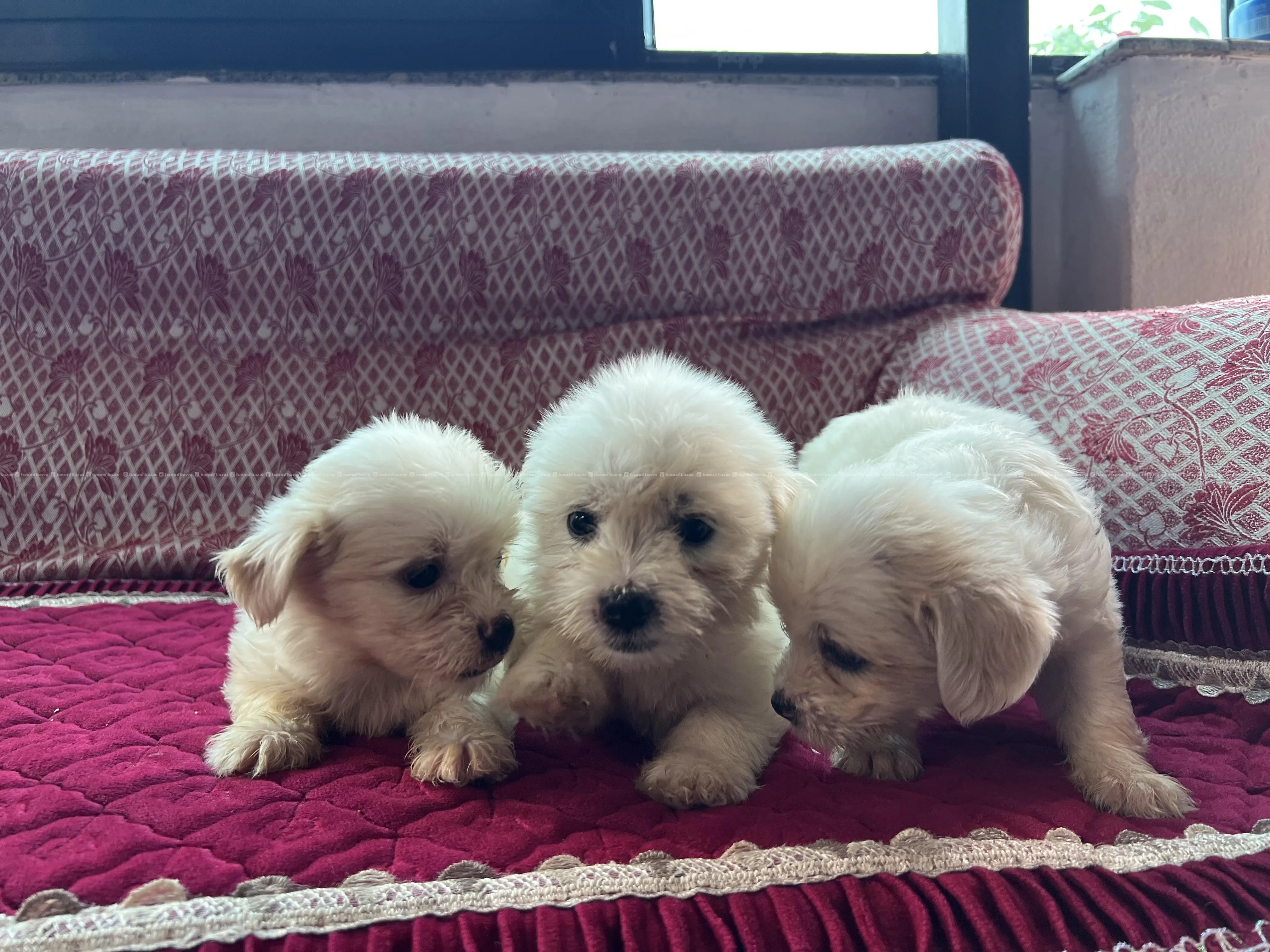 Puppy on Sale 5