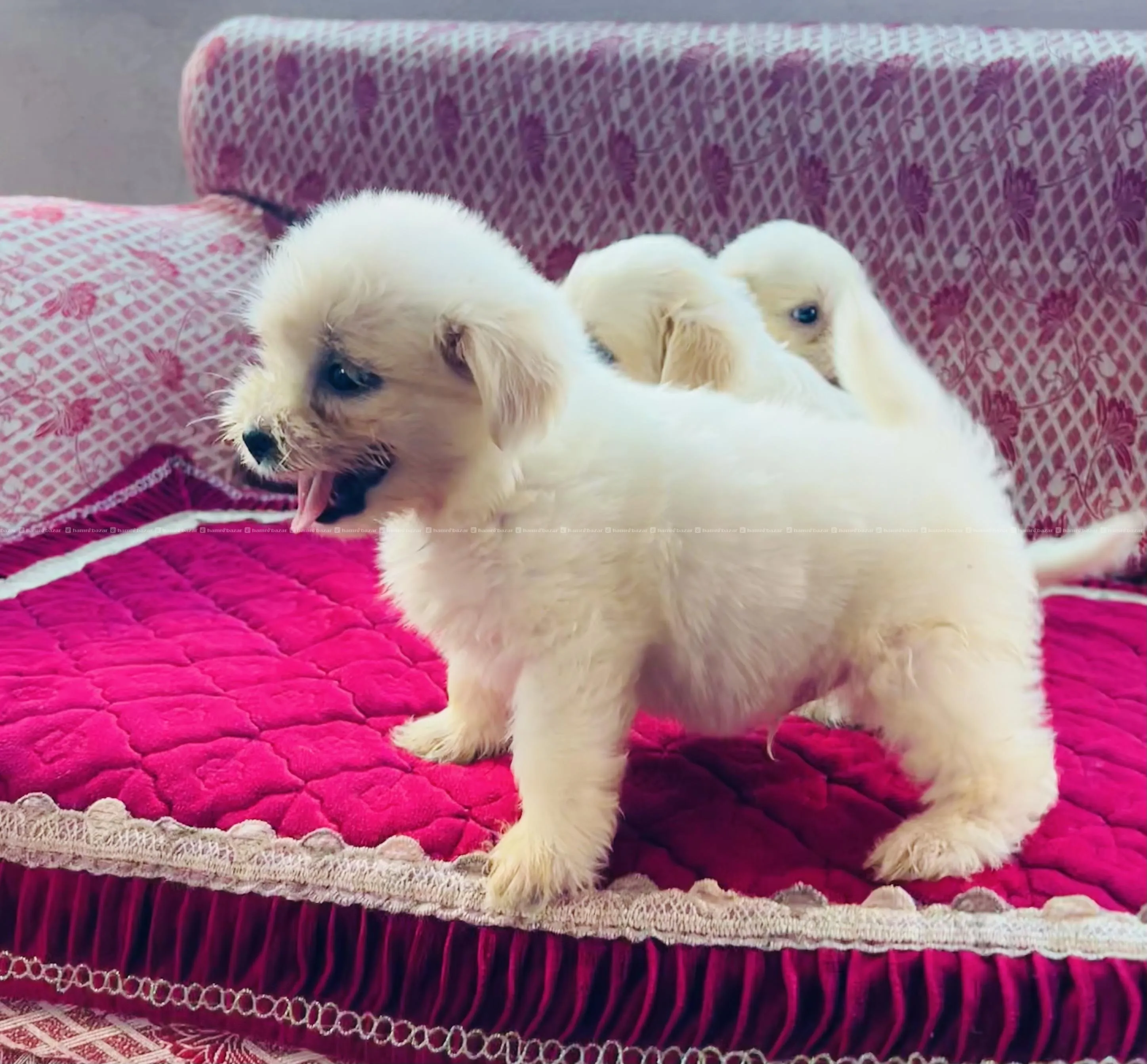 Puppy on Sale 3