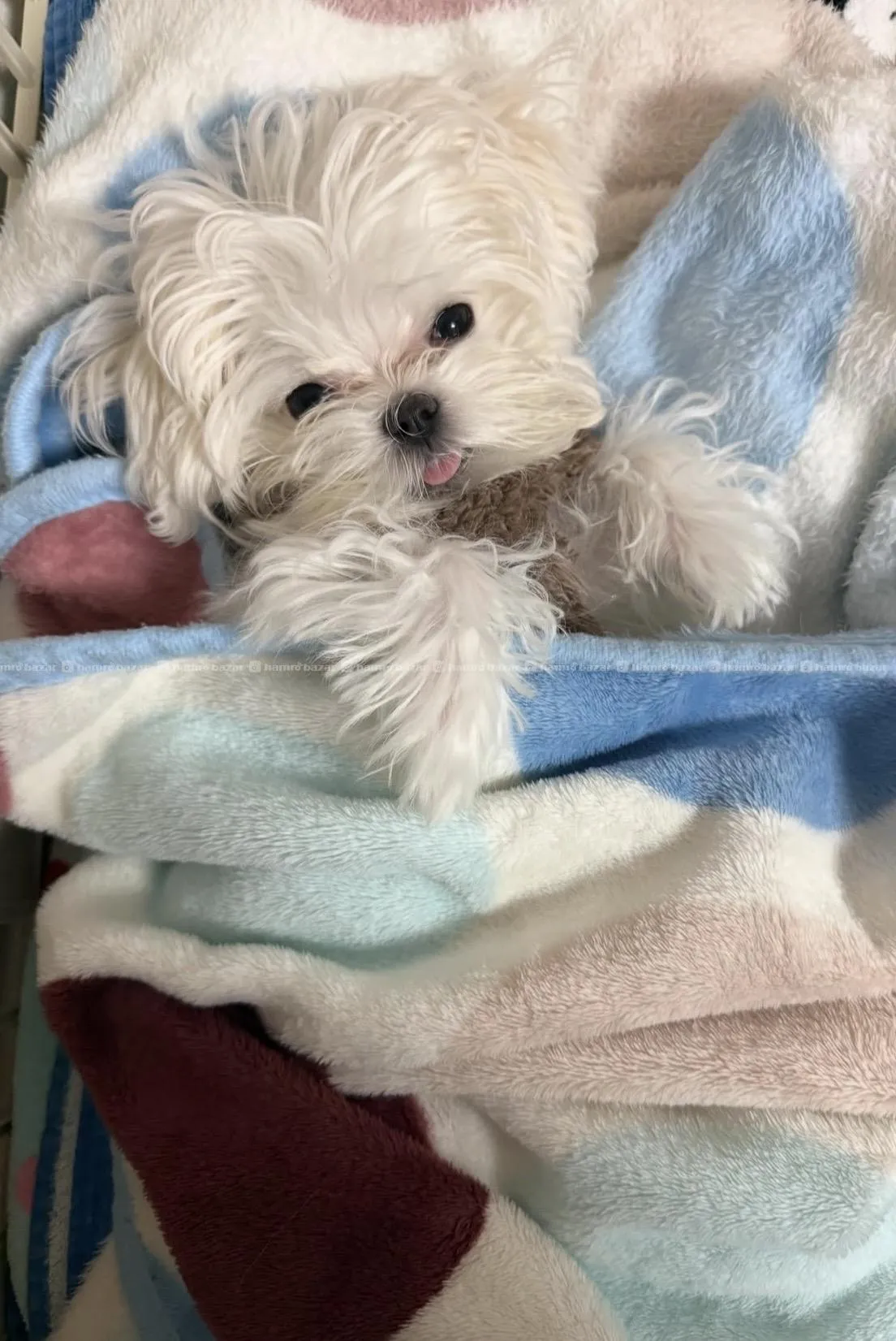 Bichon Frise available 2