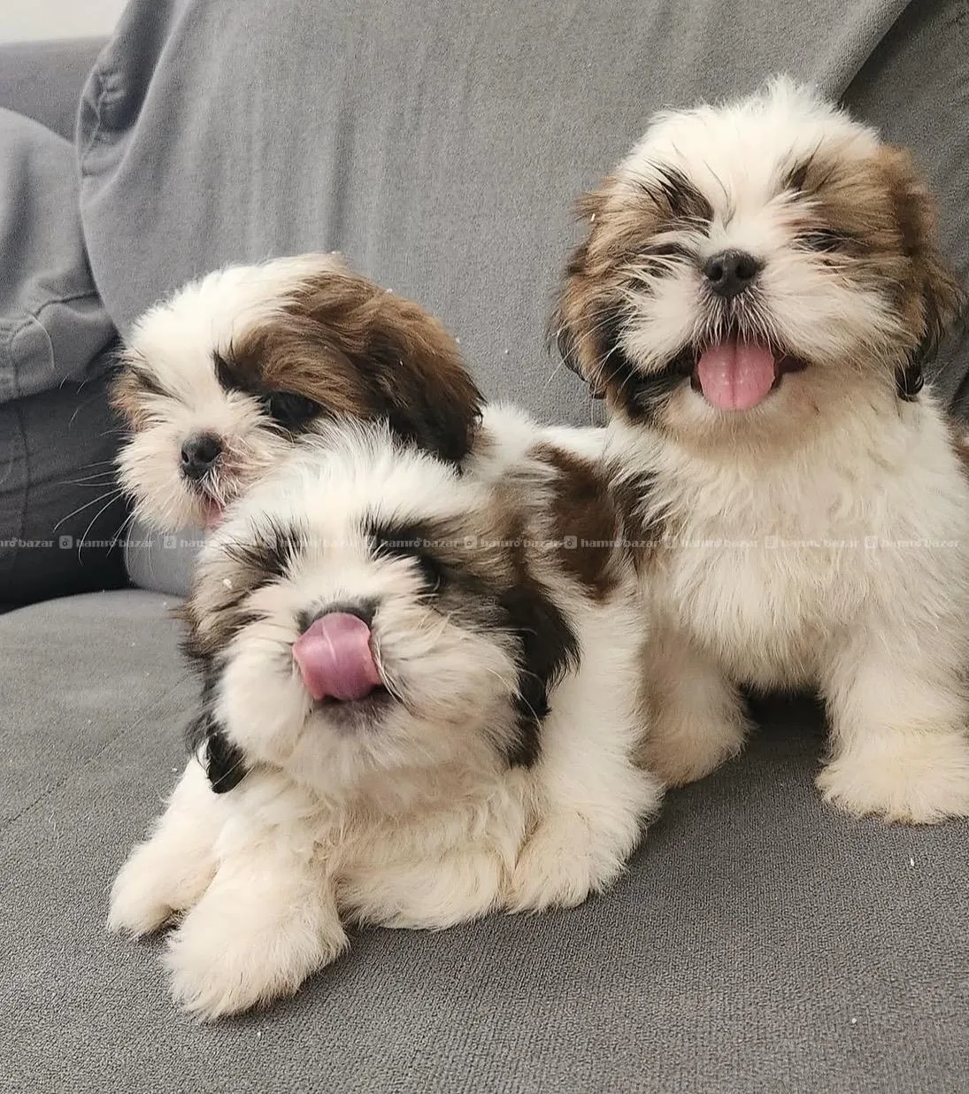 Shih Tzu puppy available 2