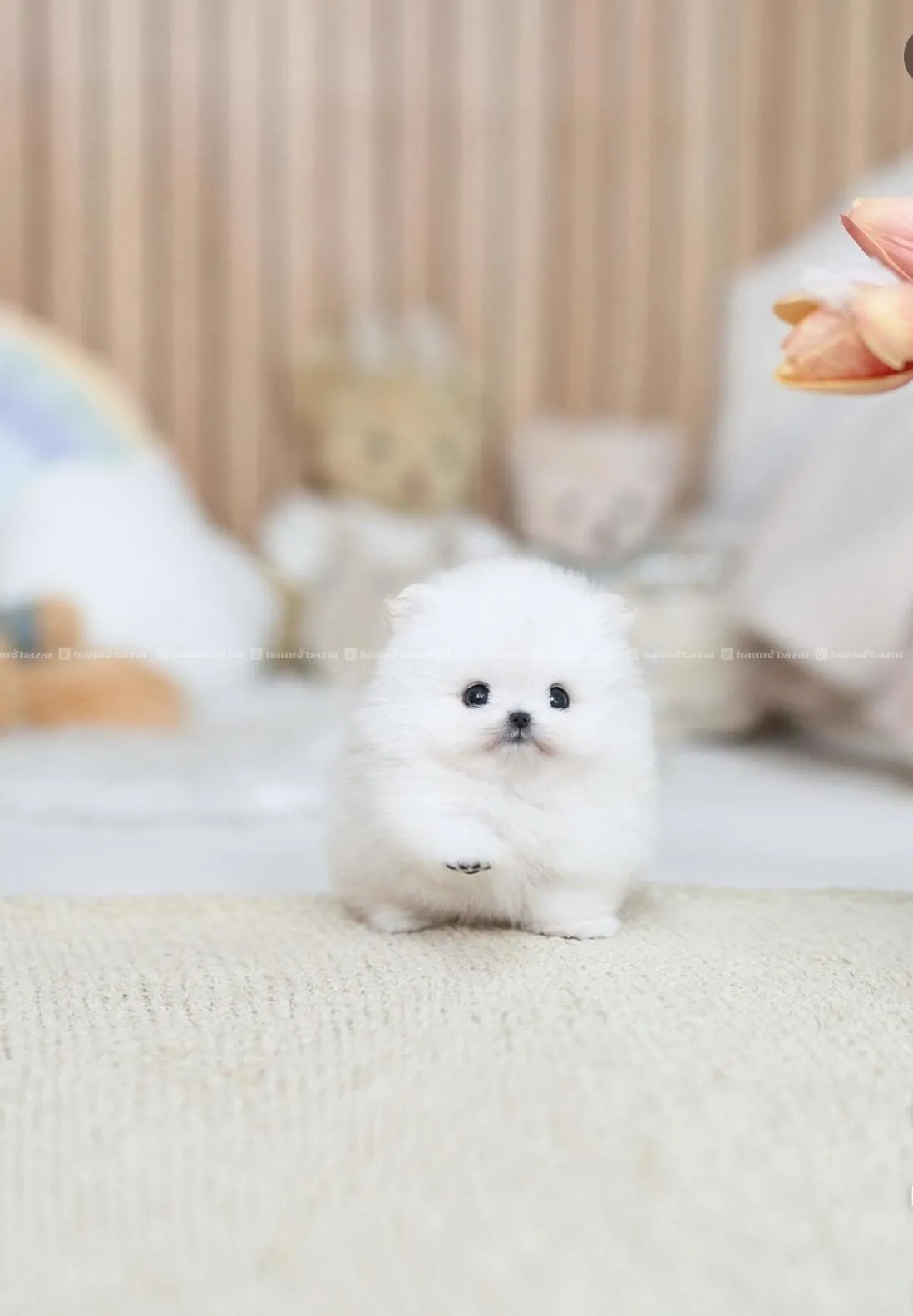 toy pomeranian available 2