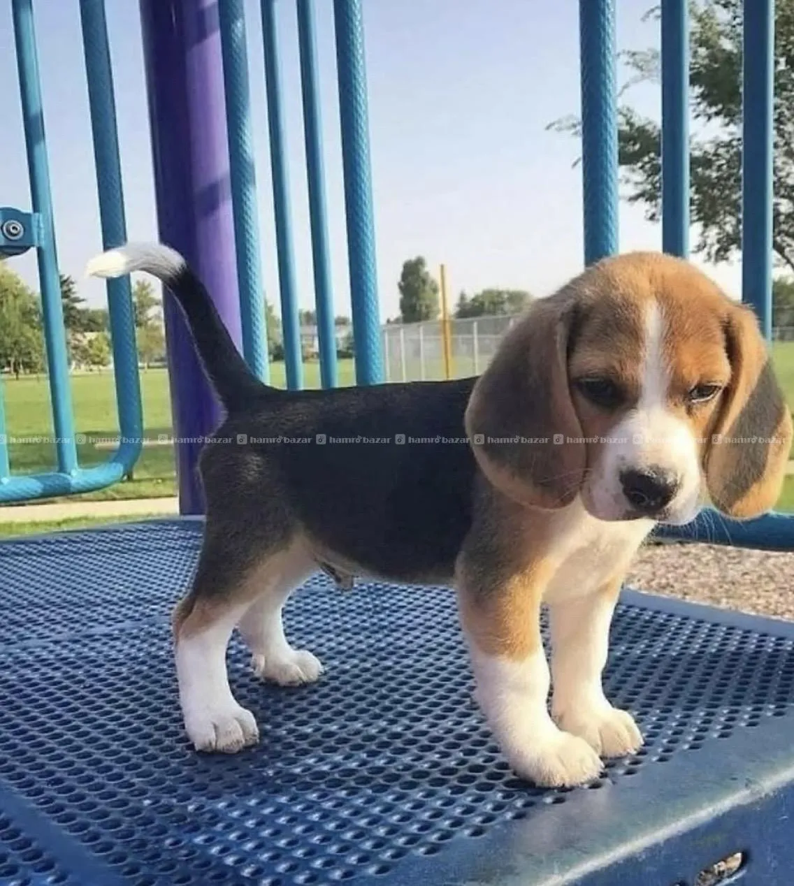Beagle puppy available 2