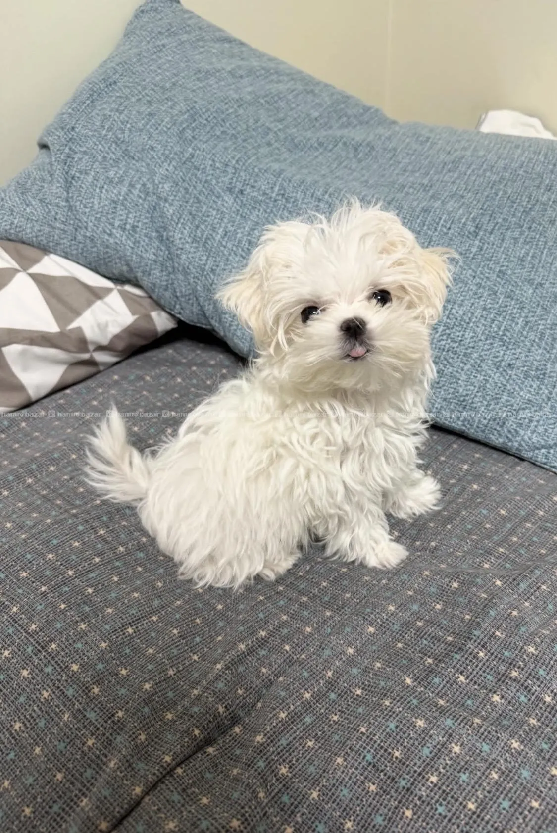 Bichon Frise available 3