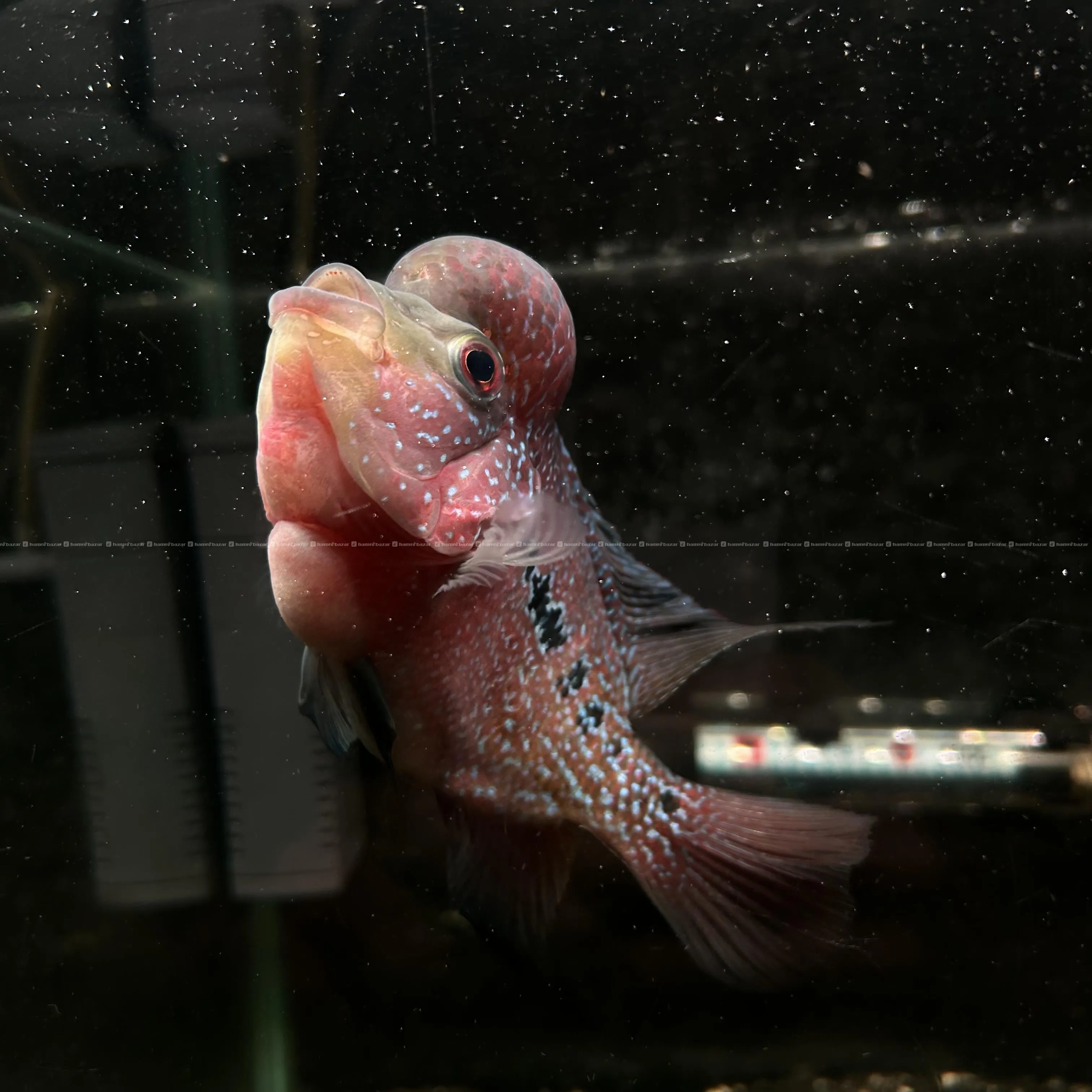 flowerhorn 2