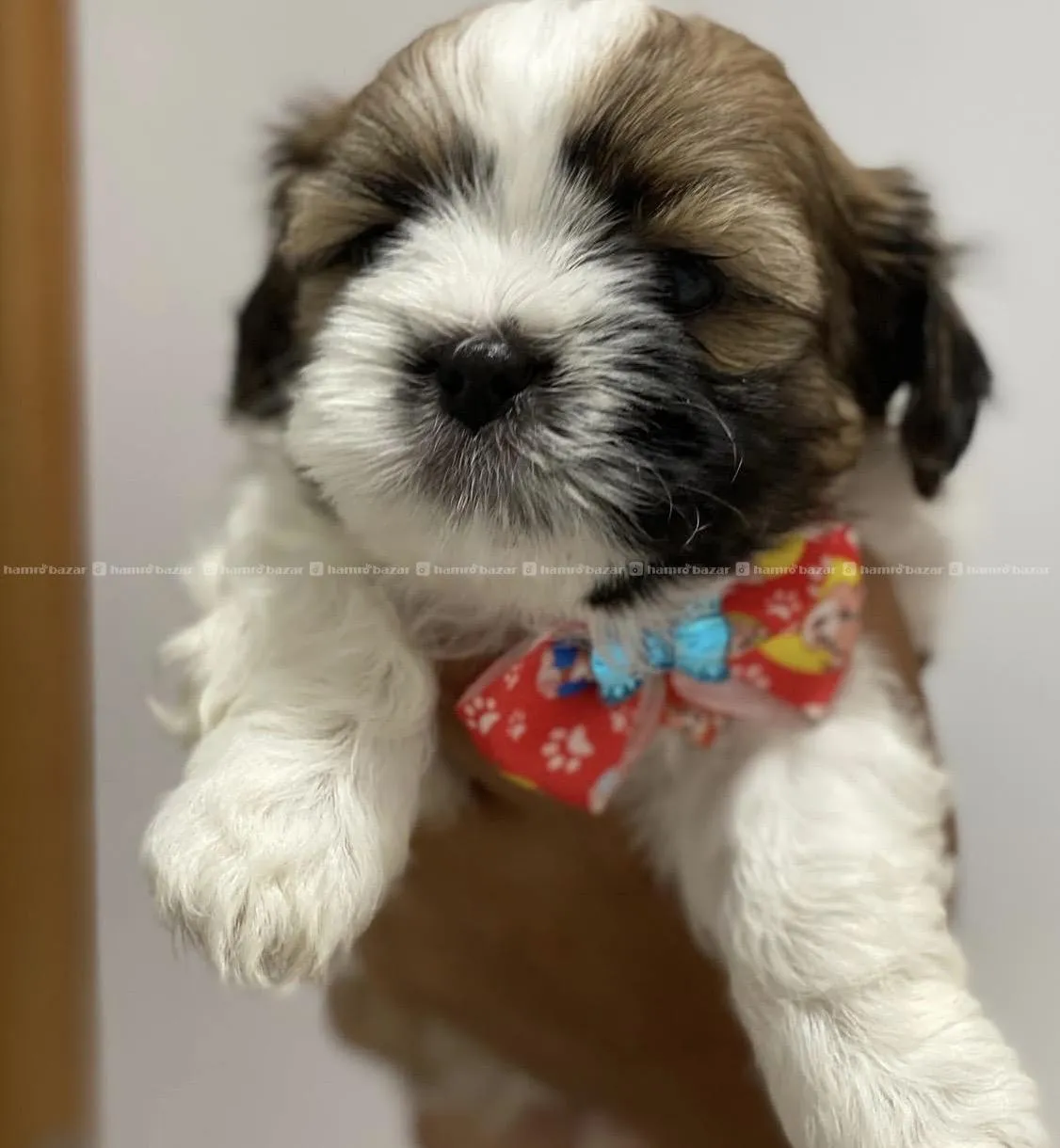 Shih Tzu puppy available 3