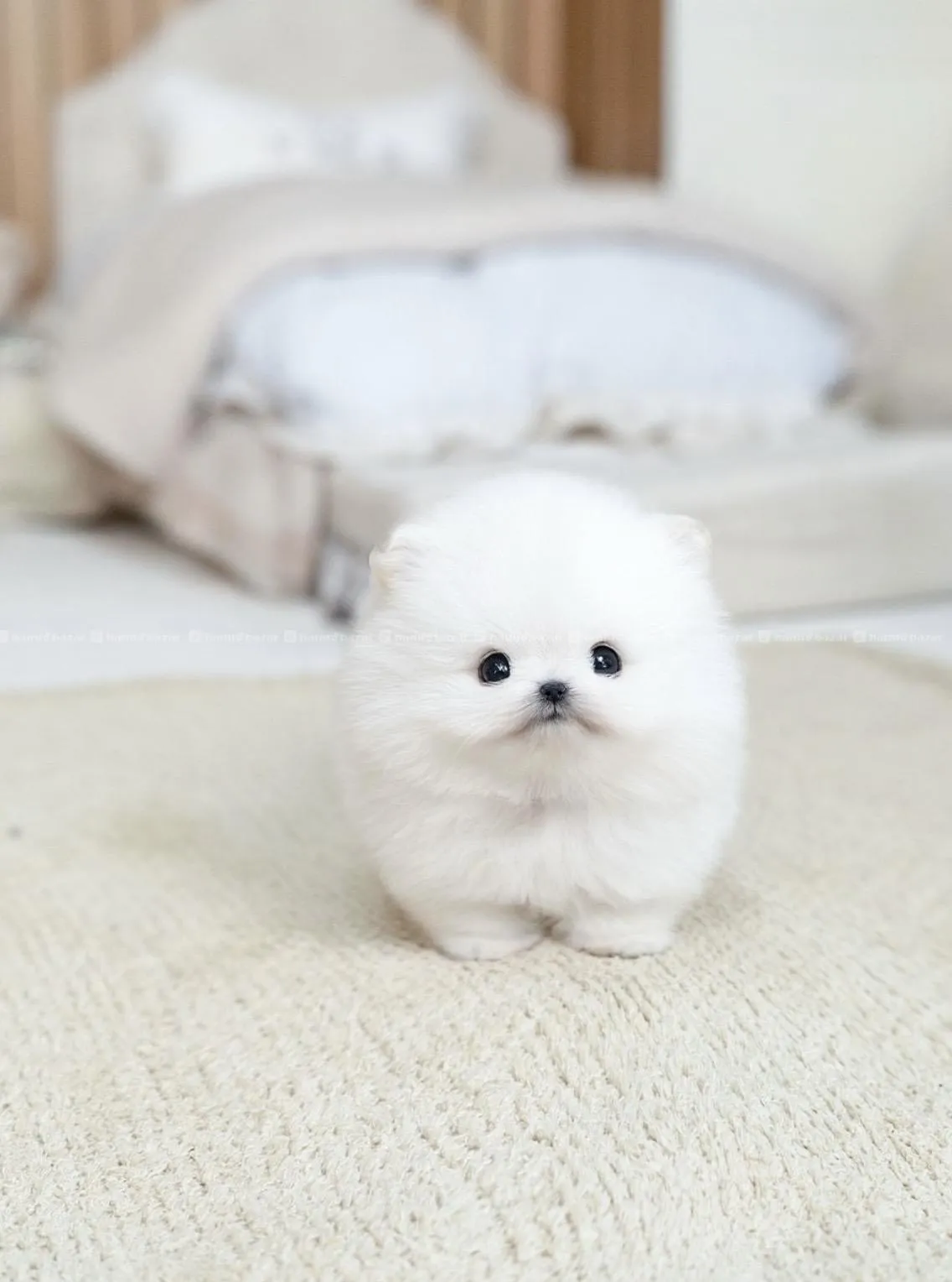 toy pomeranian available 3
