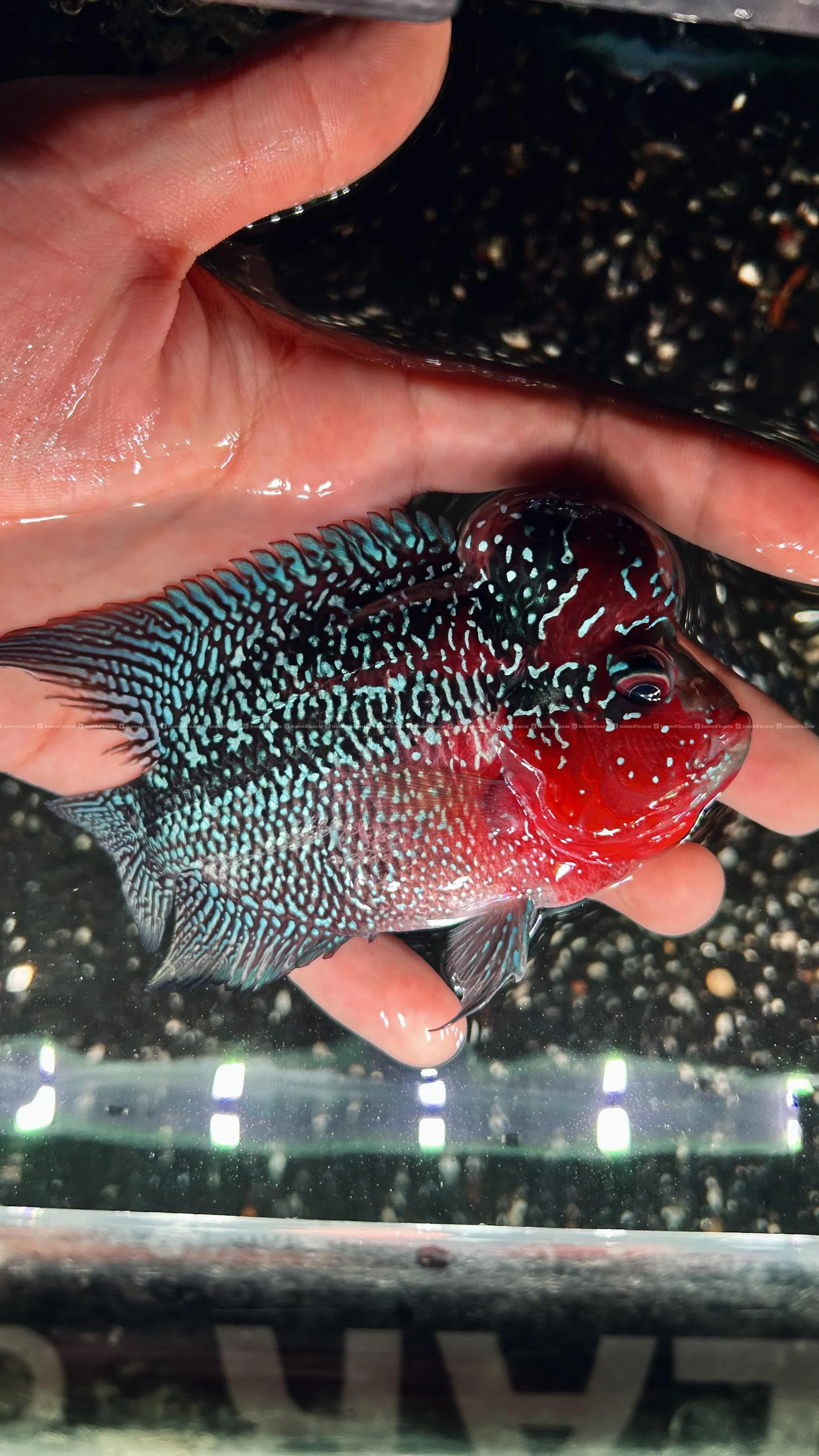 Flowerhorn fish 4