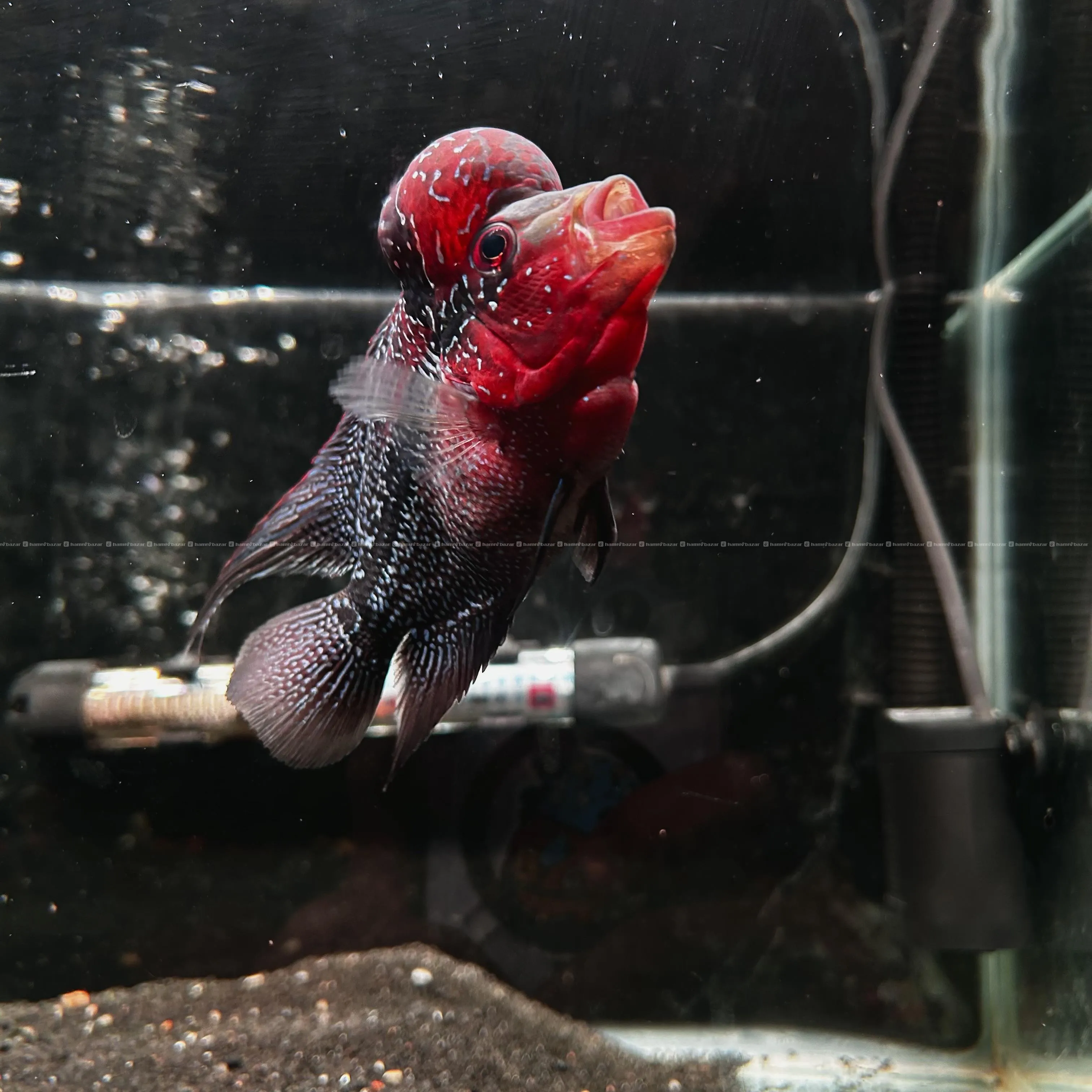 Flowerhorn fish 2