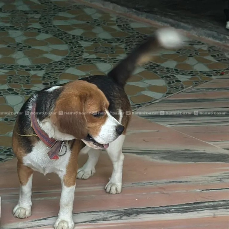 Beagle Dog 2