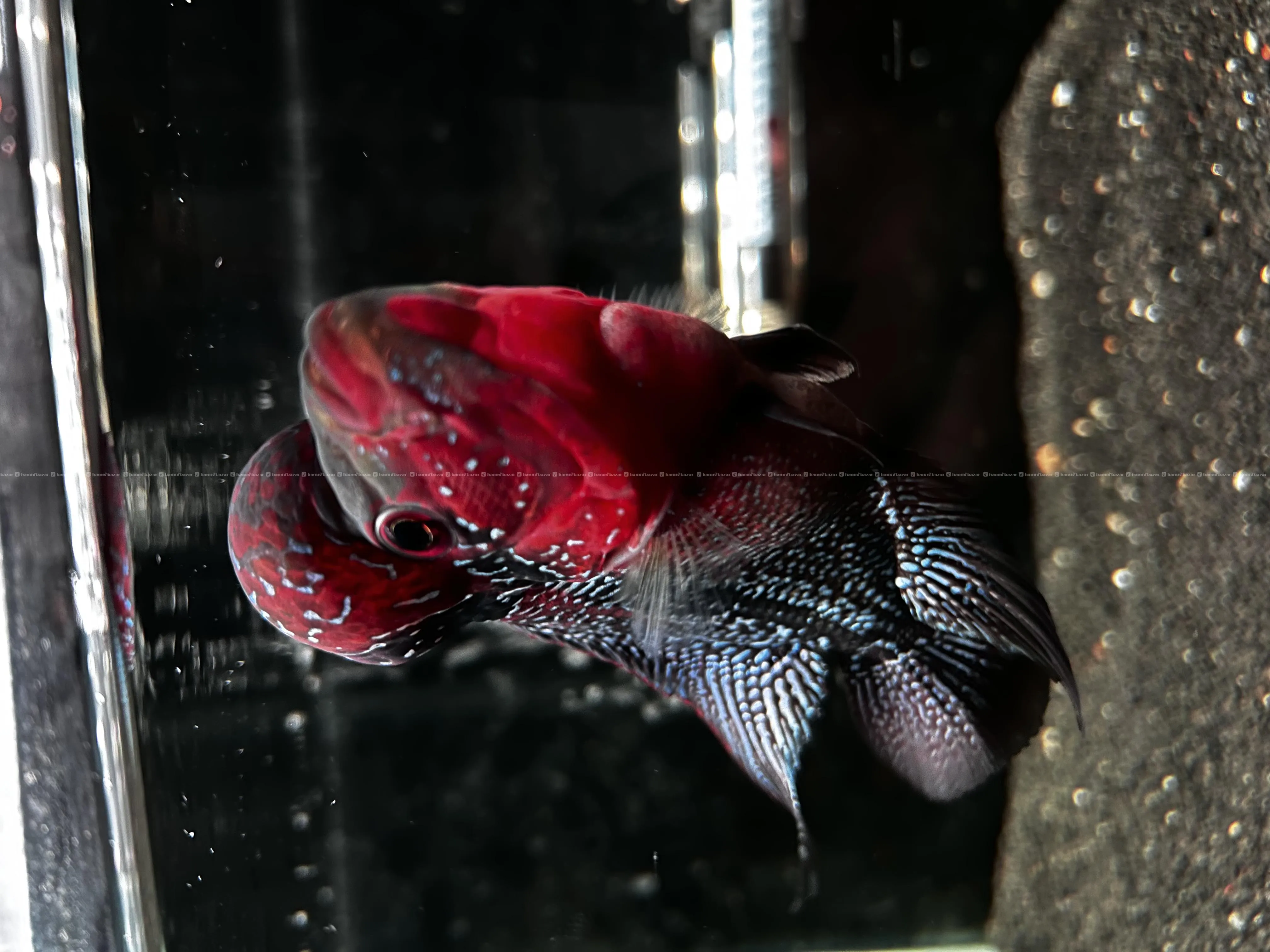 Flowerhorn fish 3
