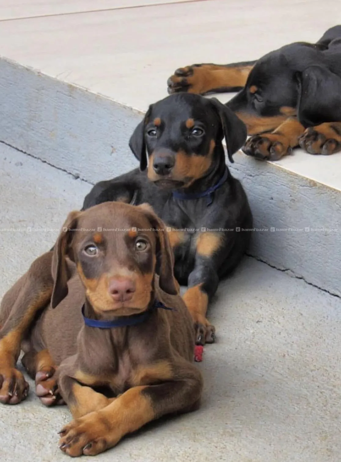 Doberman available 2