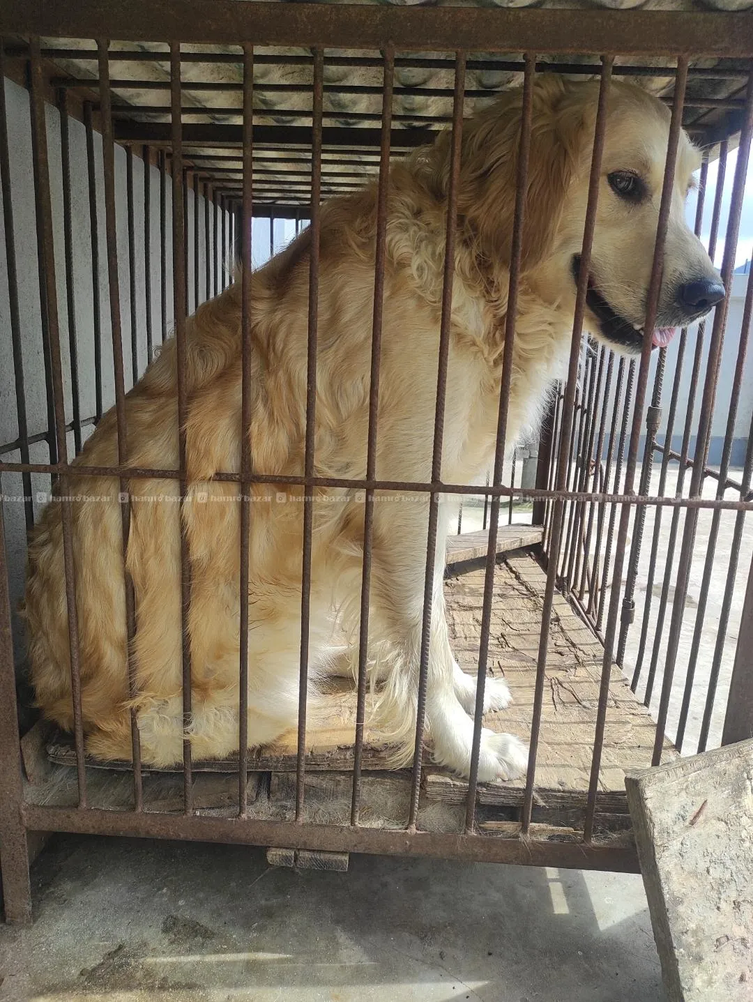 Golden Retriever on sale 2