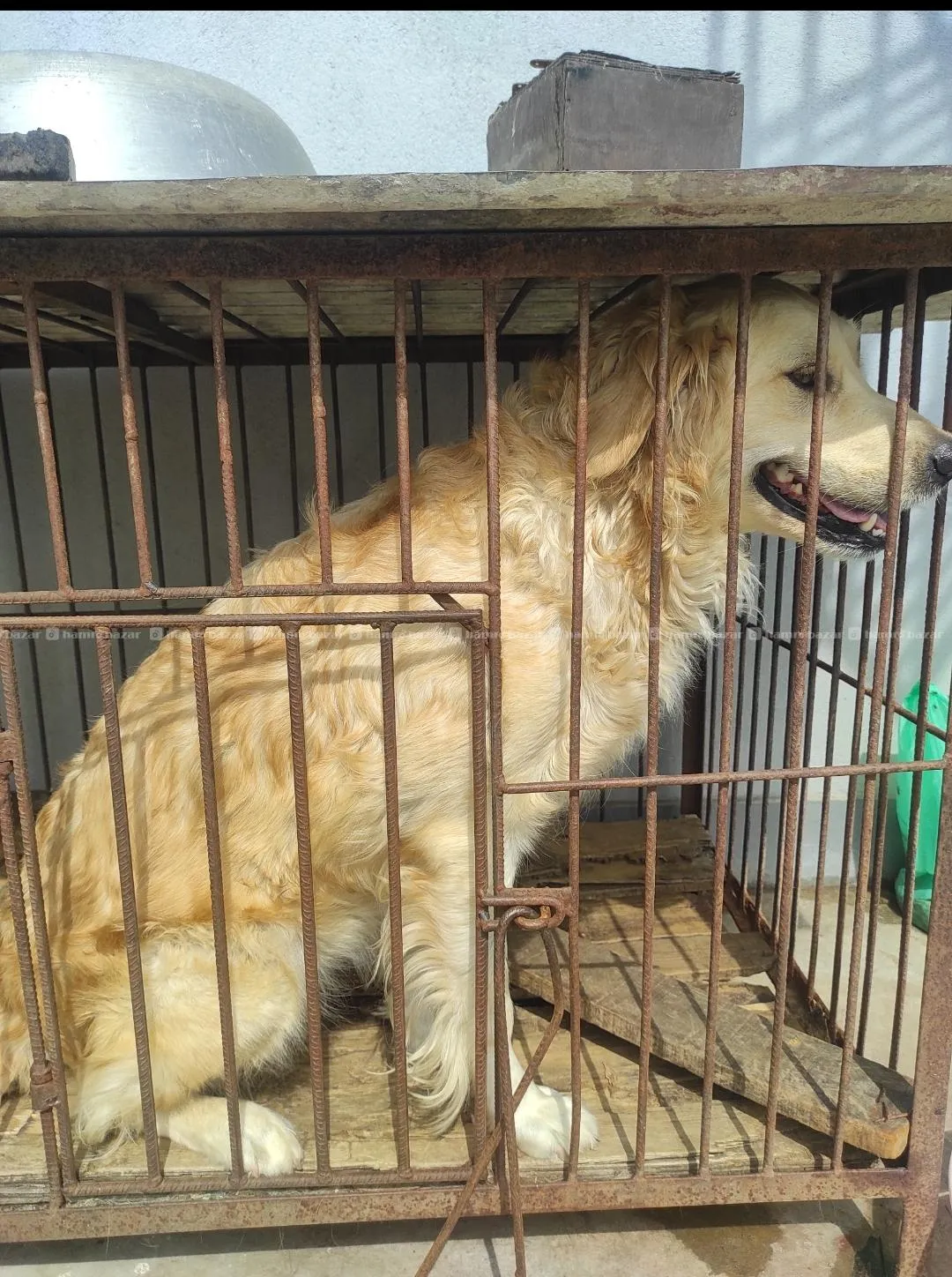 Golden Retriever on sale 3