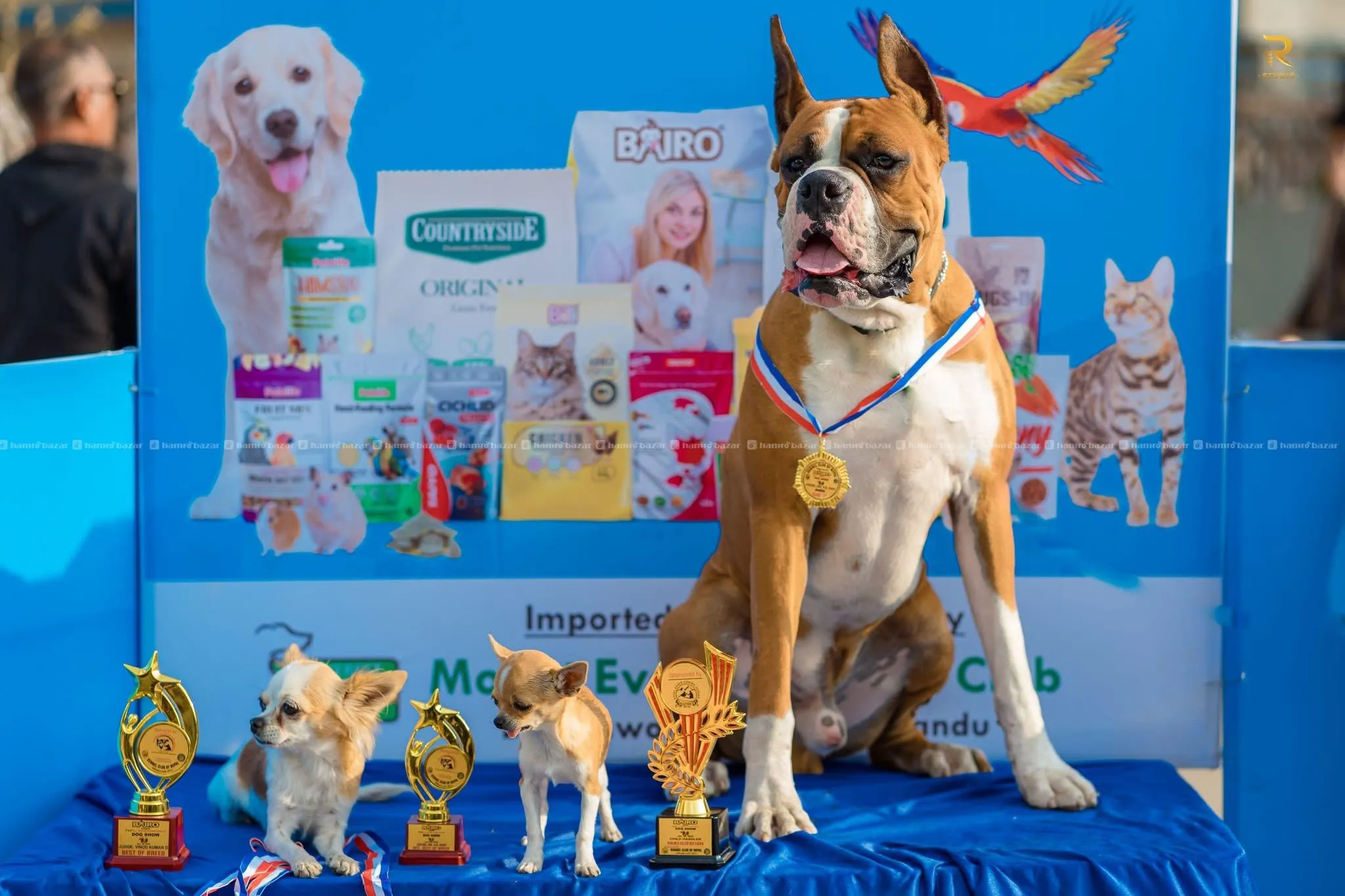Boxer Puppies in Nepal from import iine 2
