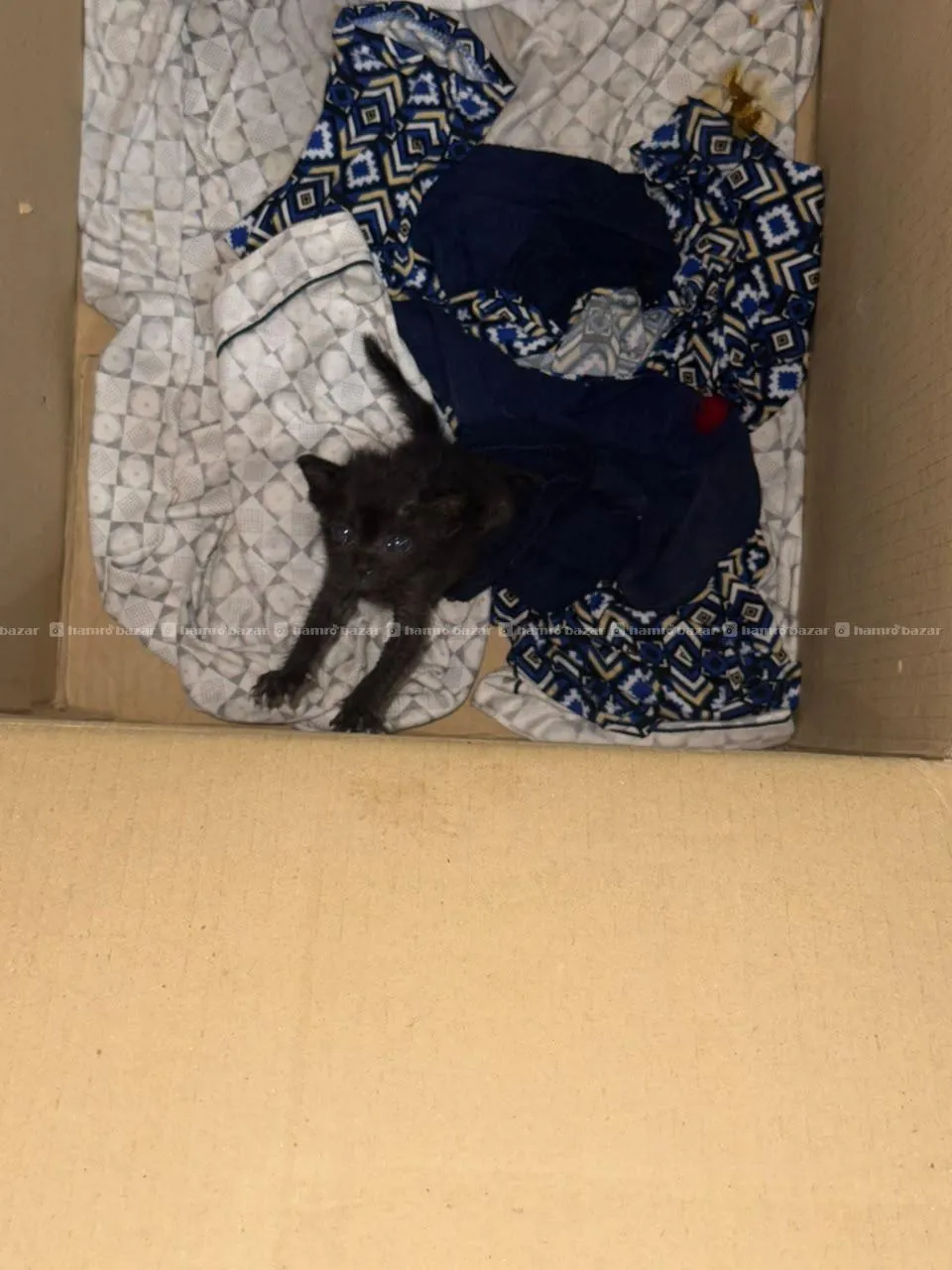 Cats and kitten for adoption 3