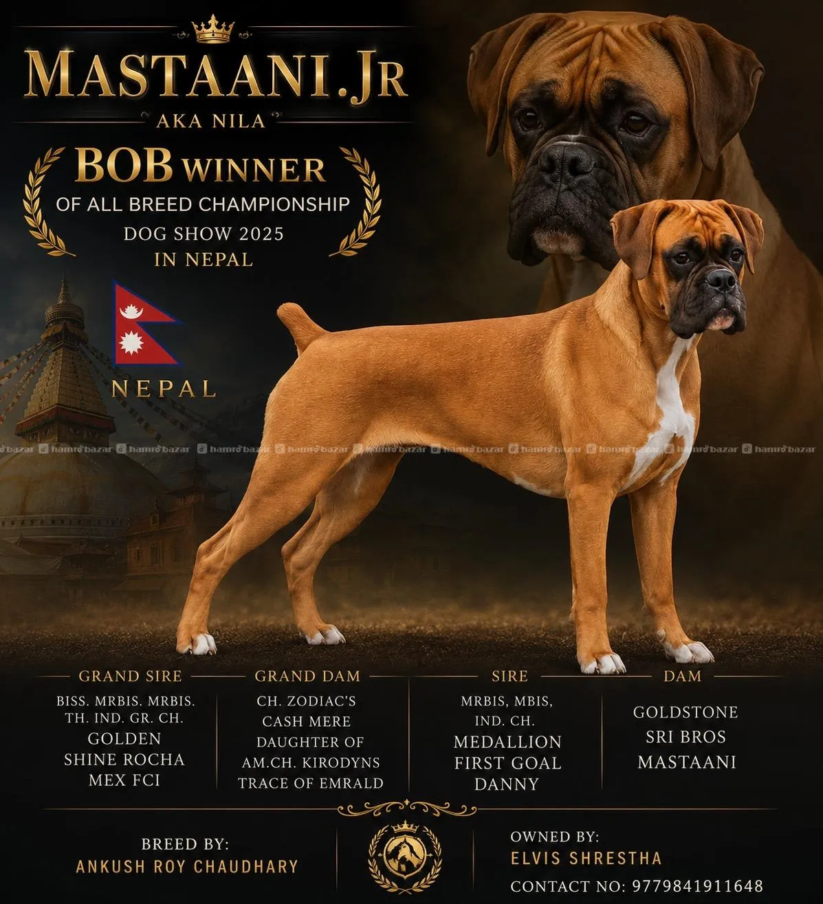 Boxer Puppies in Nepal from import iine 5