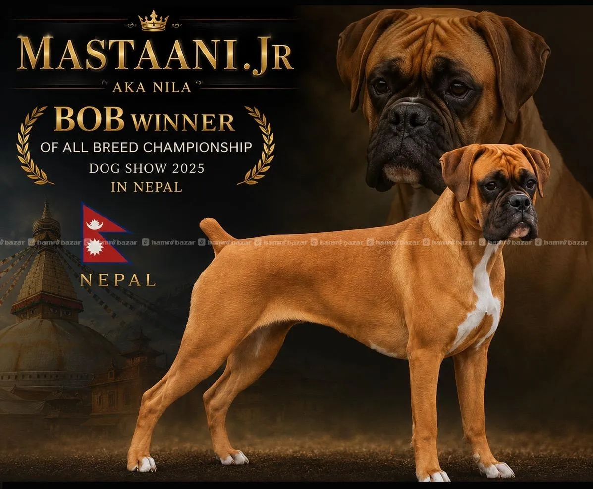 Boxer Puppies in Nepal from import iine 7