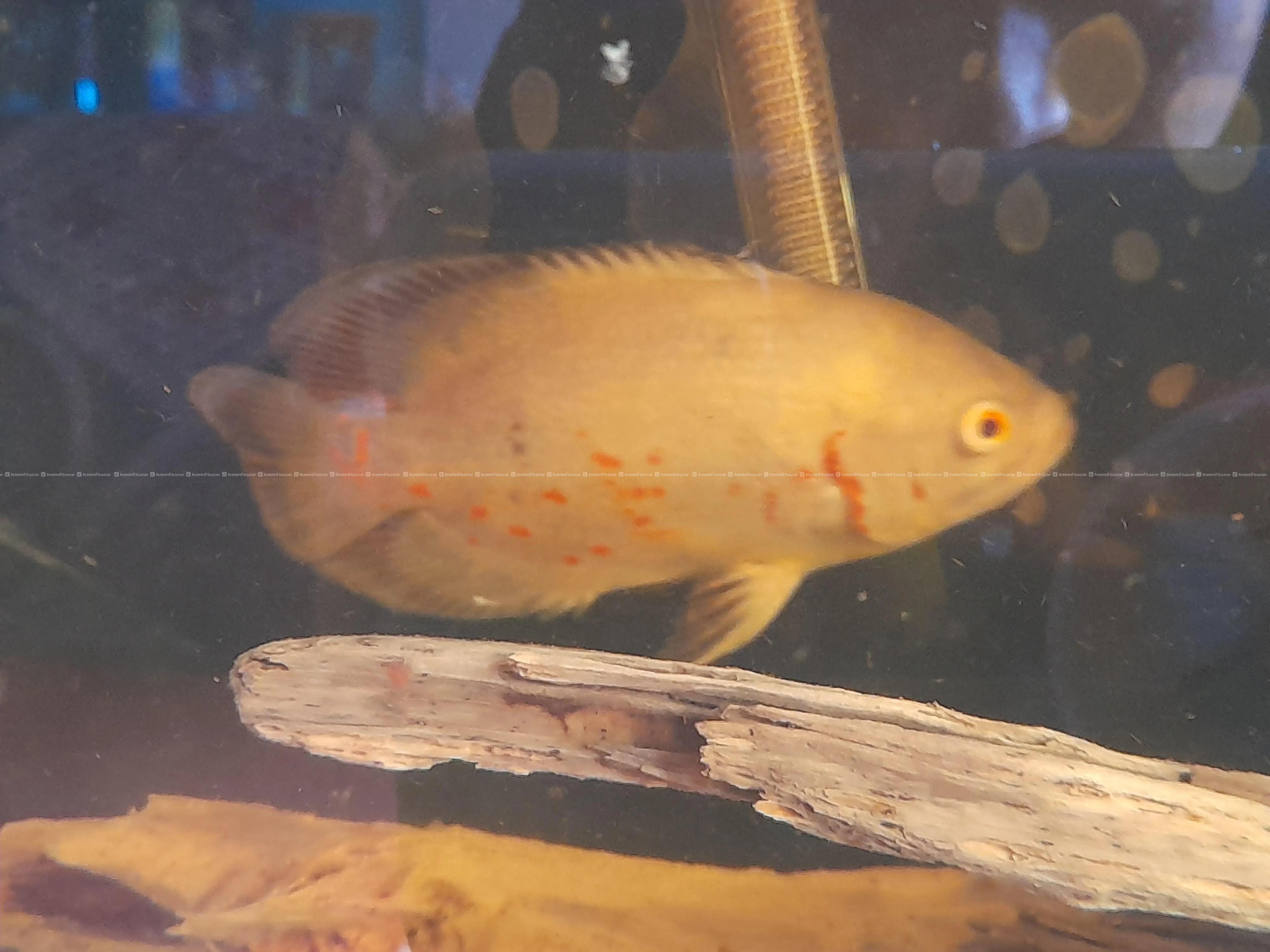 White Oscar Fish only Rs 1500 per piece 2